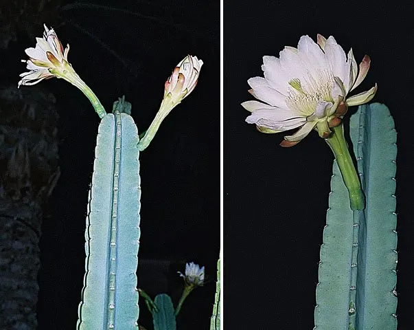 Blue Cereus (Cereus Hexagonus) — cactus with white blooms; the large, white, nocturnal flowers can span up to 8 inches across and emit a pleasing, delicate