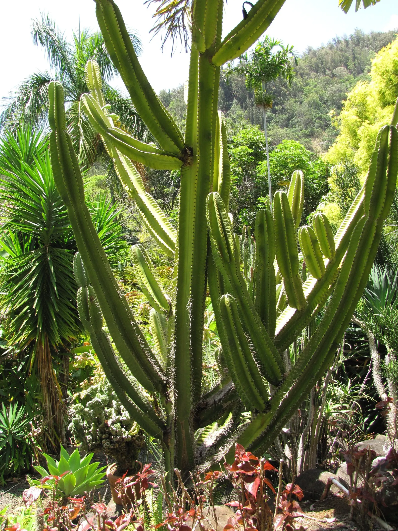 Blue Cereus (Cereus Hexagonus) — The large, white, nocturnal flowers can span up to 8 inches across and emit a pleasing, delicate fragrance; offers a