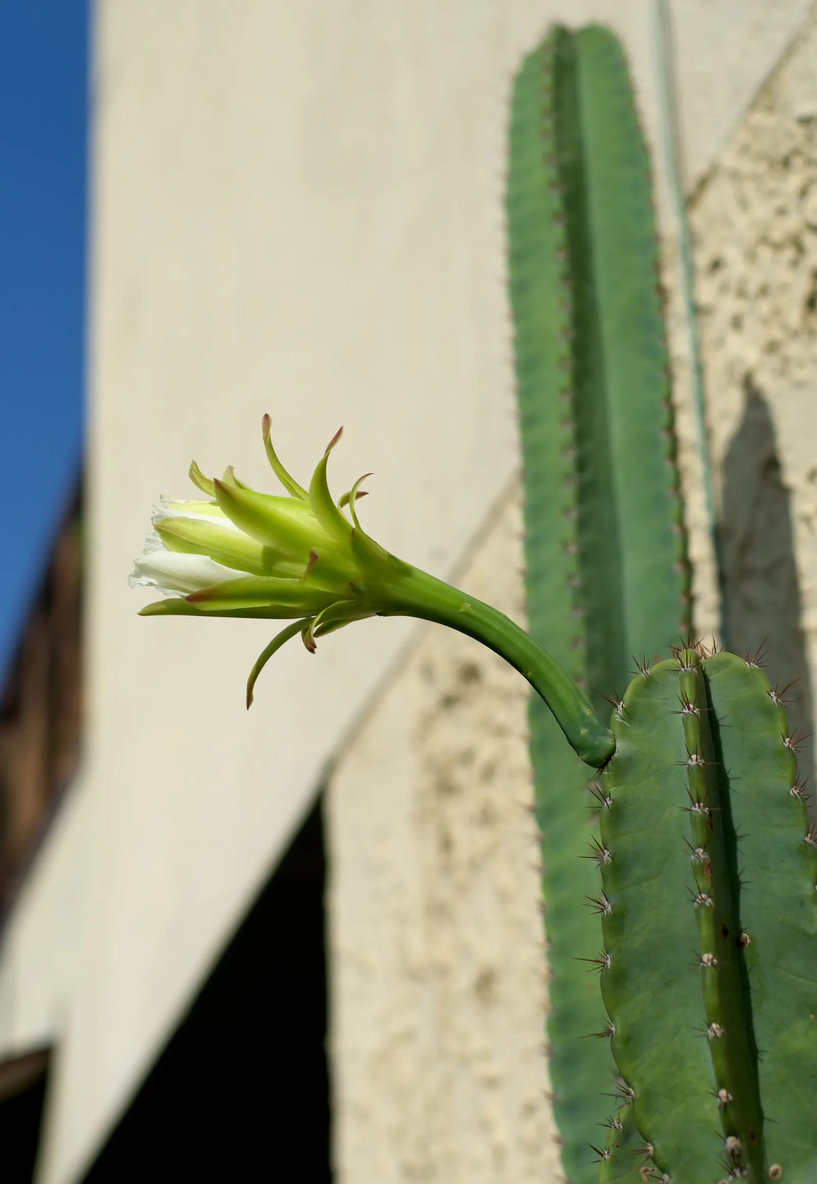 Blue Cereus (Cereus Hexagonus) — also known as the Lady of the Night; ideal for dry, well-drained areas, it requires minimal maintenance and full sun exposure