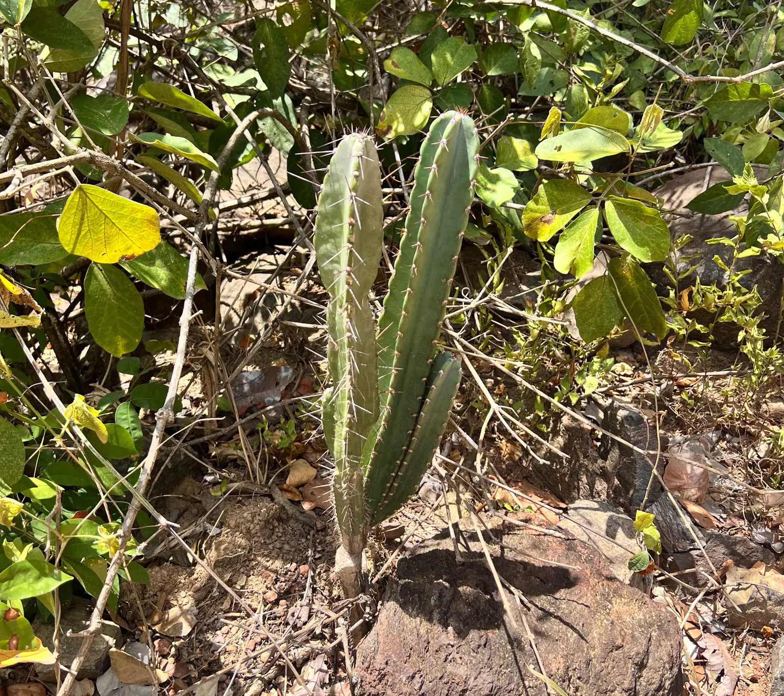 Blue Cereus (Cereus Hexagonus) — thriving in temperatures that do not typically drop below 30&deg;F; this cactus is suitable for USDA hardiness zones 9 through