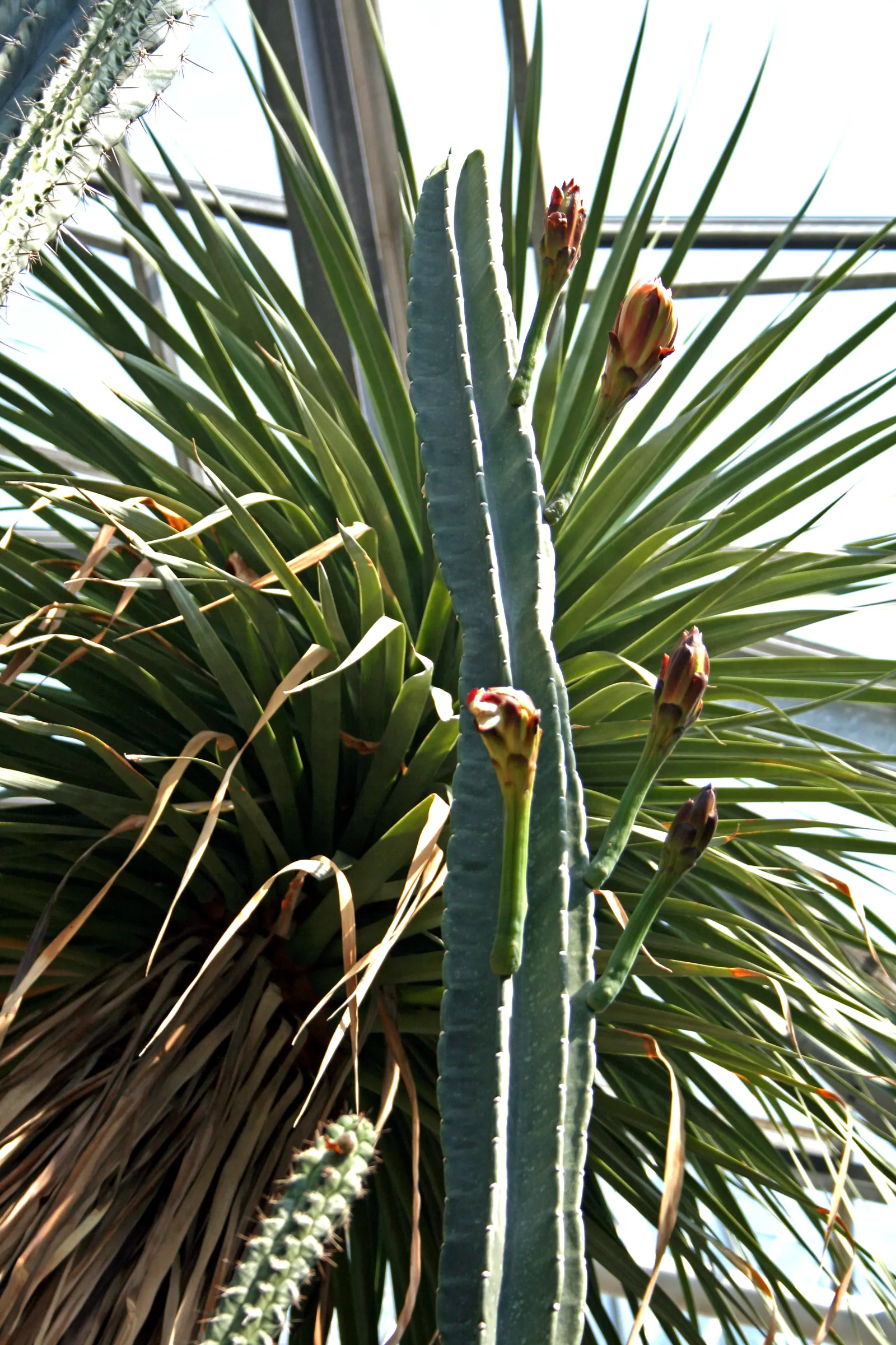 Blue Cereus (Cereus Hexagonus) — The Blue Cereus prefers full sun exposure but can tolerate partial shade; night-blooming white flowers emerge in, image 64