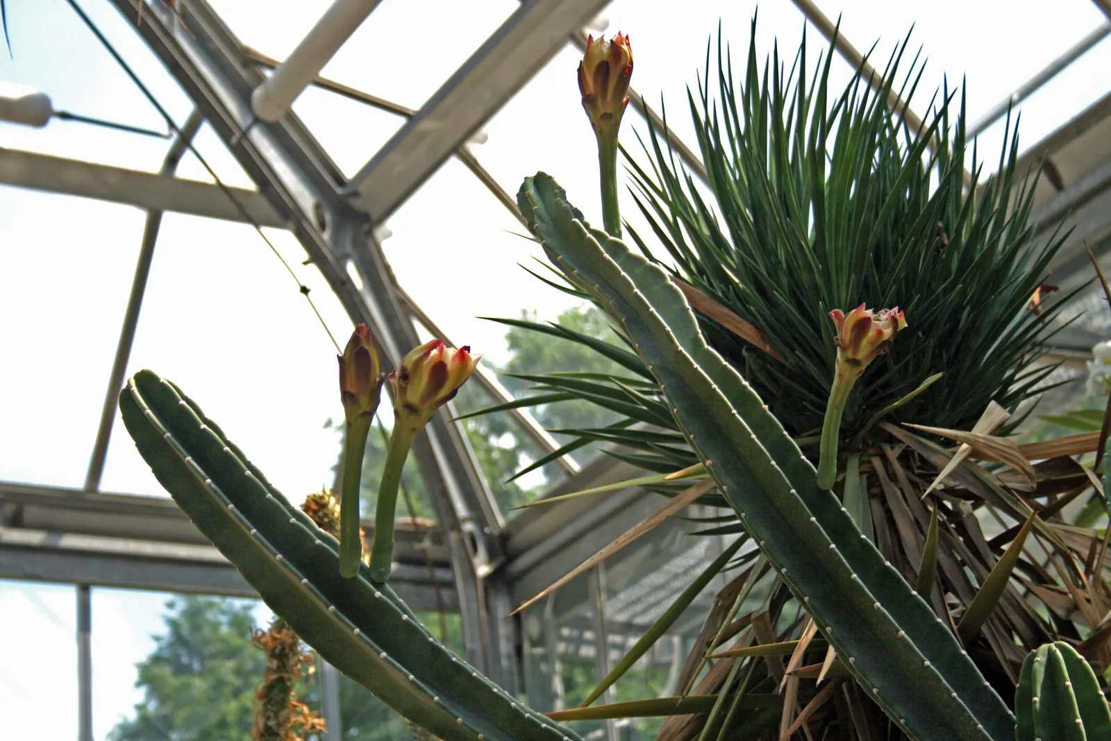 Blue Cereus (Cereus Hexagonus) — waxy skin and six to eight pronounced ribs running the length of each column make it an eye-catching addition, image 62