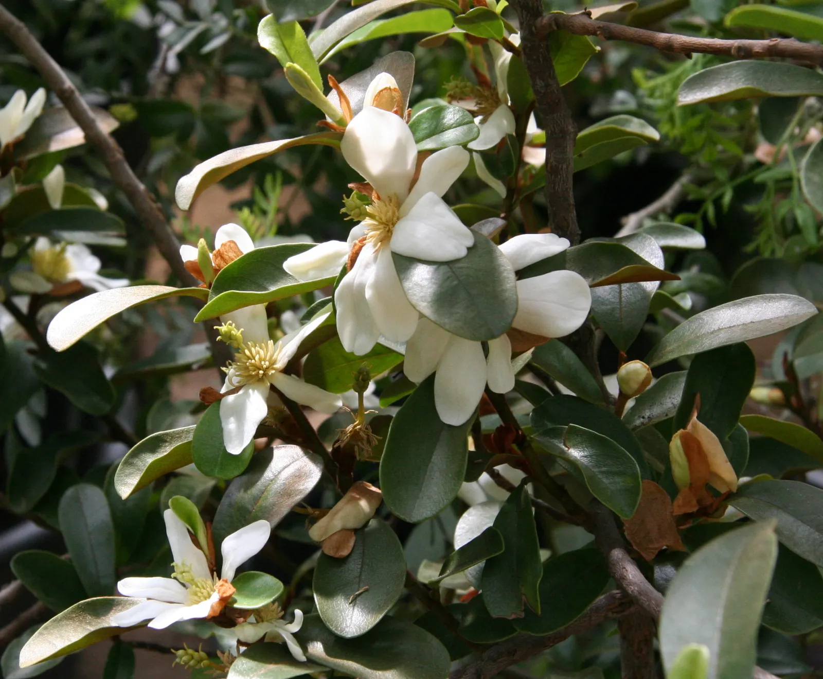 Laurel Magnolia (Magnolia Laevifolia) — deep green leaves that provide a stunning backdrop to its creamy white flowers