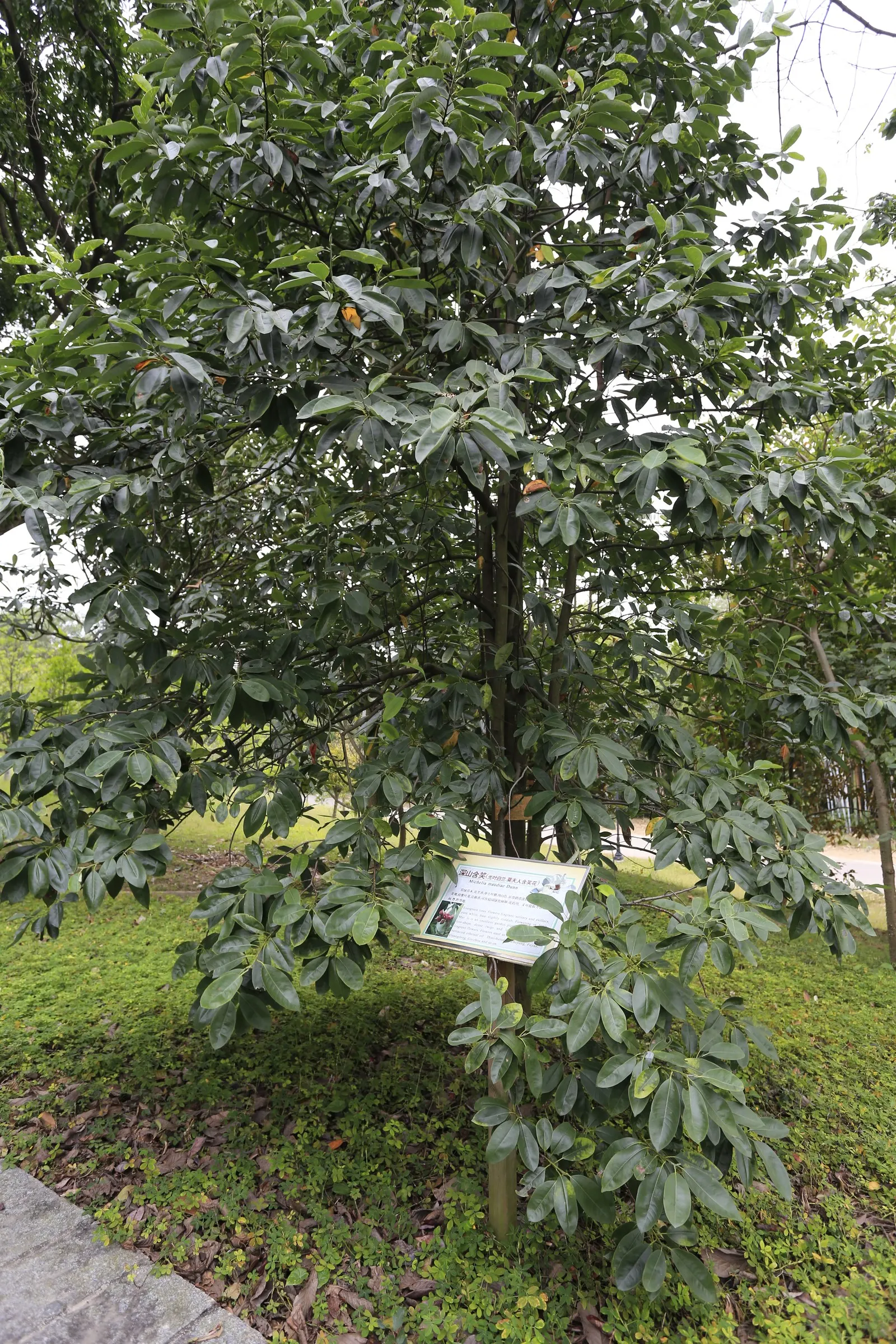 Laurel Magnolia (Magnolia Laevifolia) — The blossoms are approximately 2 to 3 inches in diameter and exude a rich fragrance reminiscent of champaca