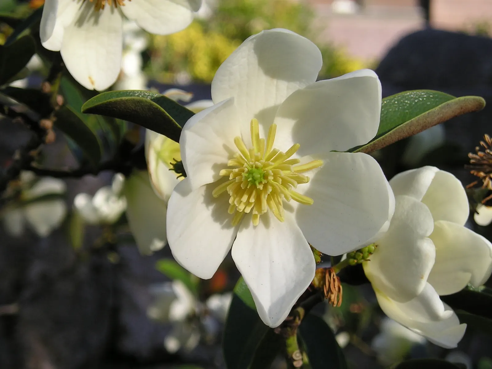 Laurel Magnolia (Magnolia Laevifolia) — Magnolia laevifolia prefers a sheltered location with well-drained, image 63