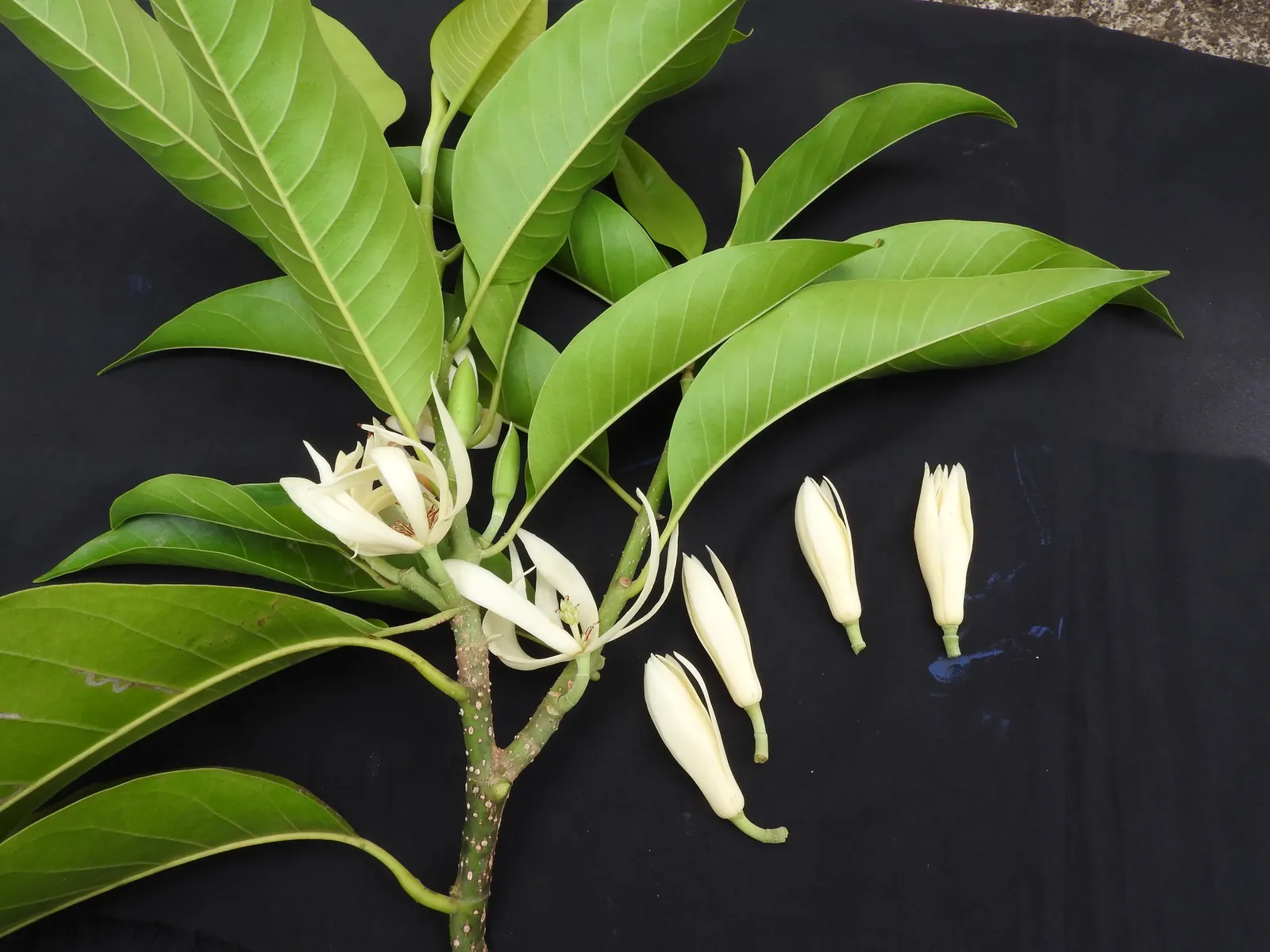 Laurel Magnolia (Magnolia Laevifolia) — Moderate watering habits are needed, ensuring the soil remains moist but never soggy