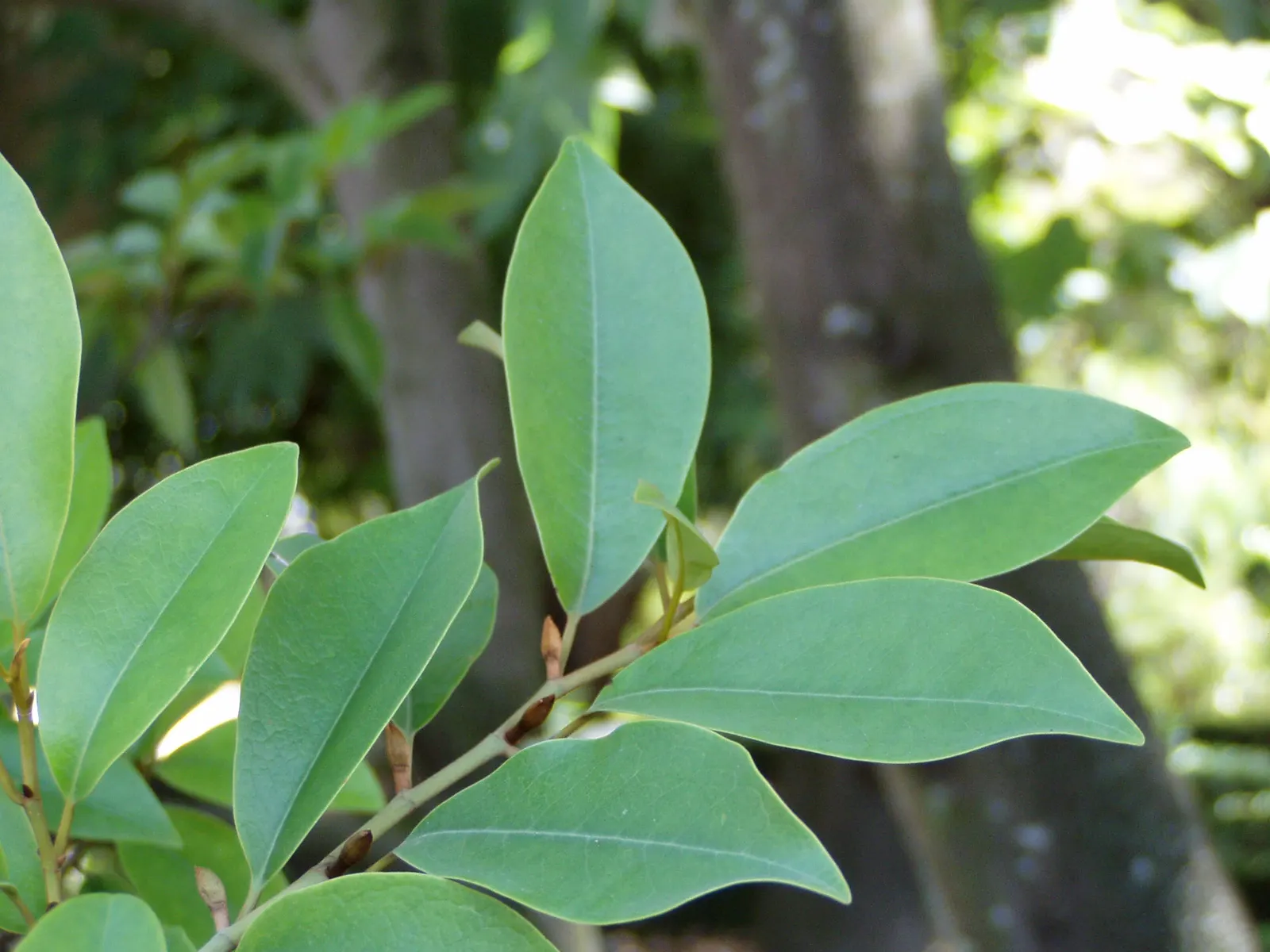 Laurel Magnolia (Magnolia Laevifolia) — recently reclassified to Magnolia laevifolia; slightly acidic to neutral soil, image 56