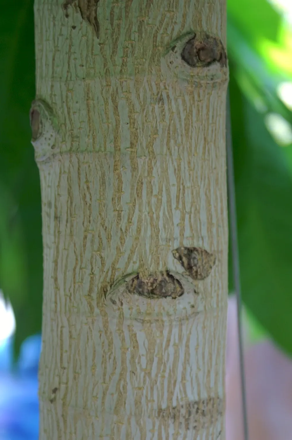 Laurel Magnolia (Magnolia Laevifolia) — slightly acidic to neutral soil; tidy form.<br><br>Michelia is relatively pest and disease resistant, image 64