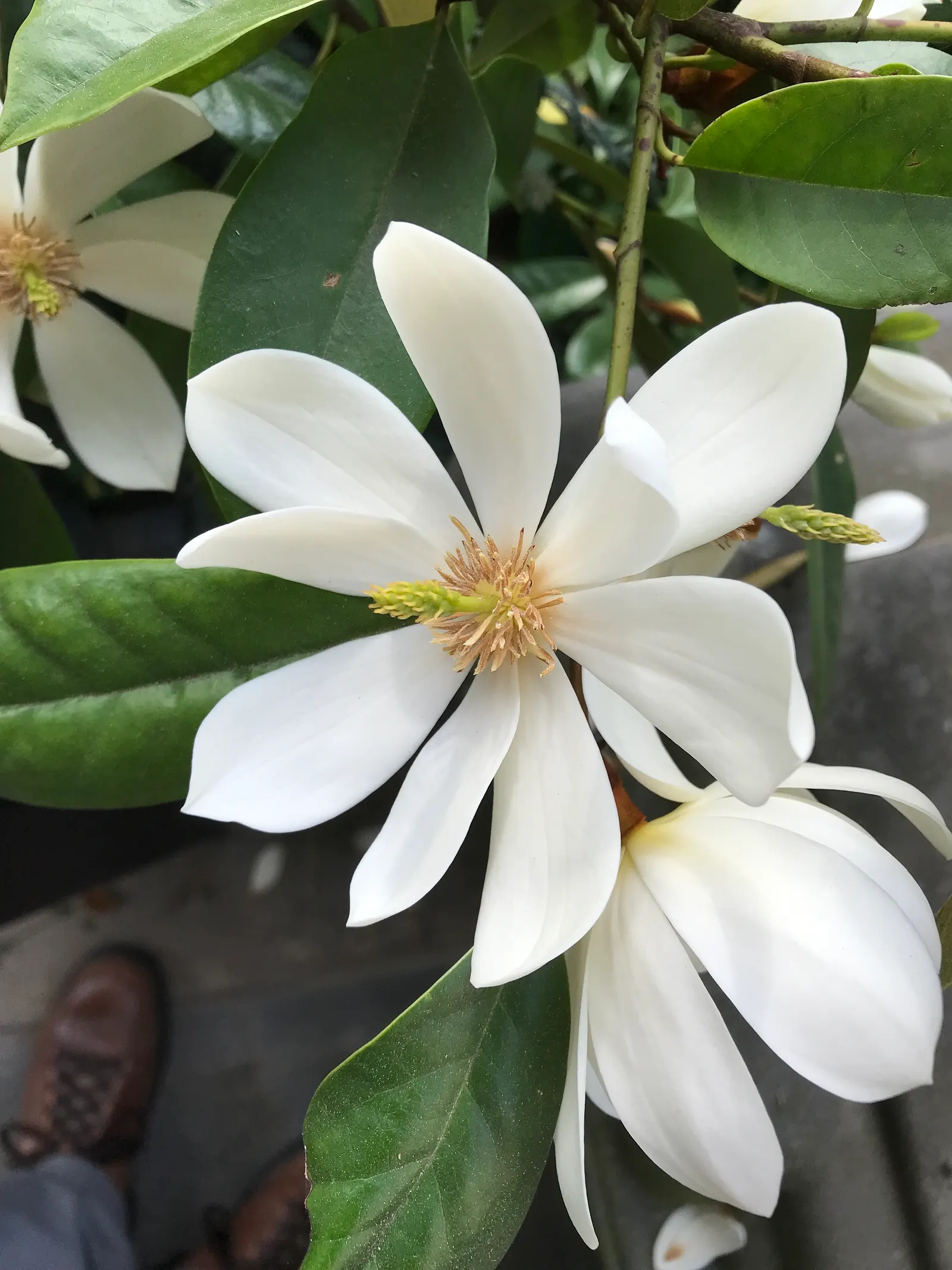 Laurel Magnolia (Magnolia Laevifolia) — Prefers well-drained, acidic soil and partial to full sun exposure; tree for full or half or shade, image 54
