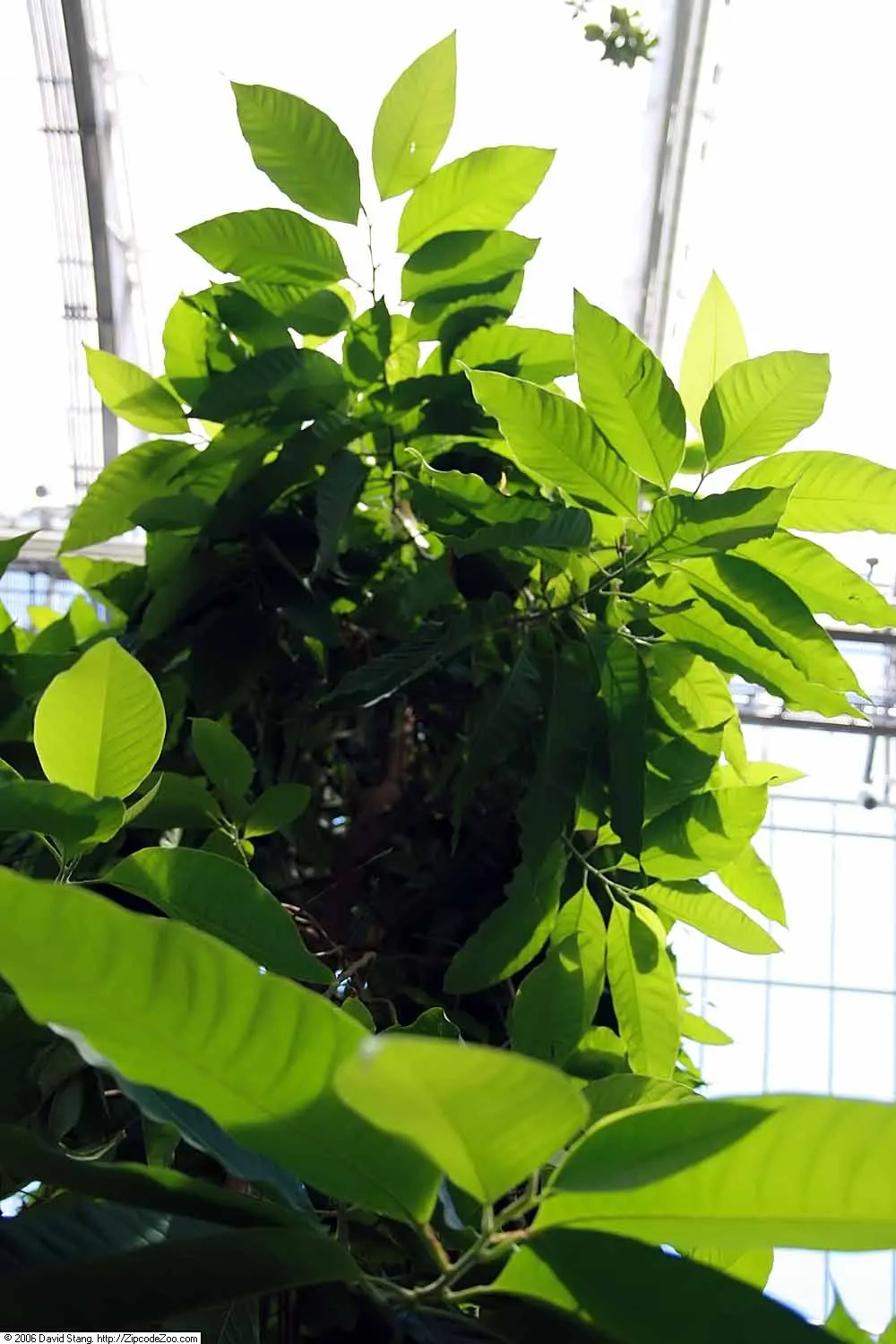 Laurel Magnolia (Magnolia Laevifolia) — deep green leaves that provide a stunning backdrop to its creamy white flowers; which emerge from velvety, image 59
