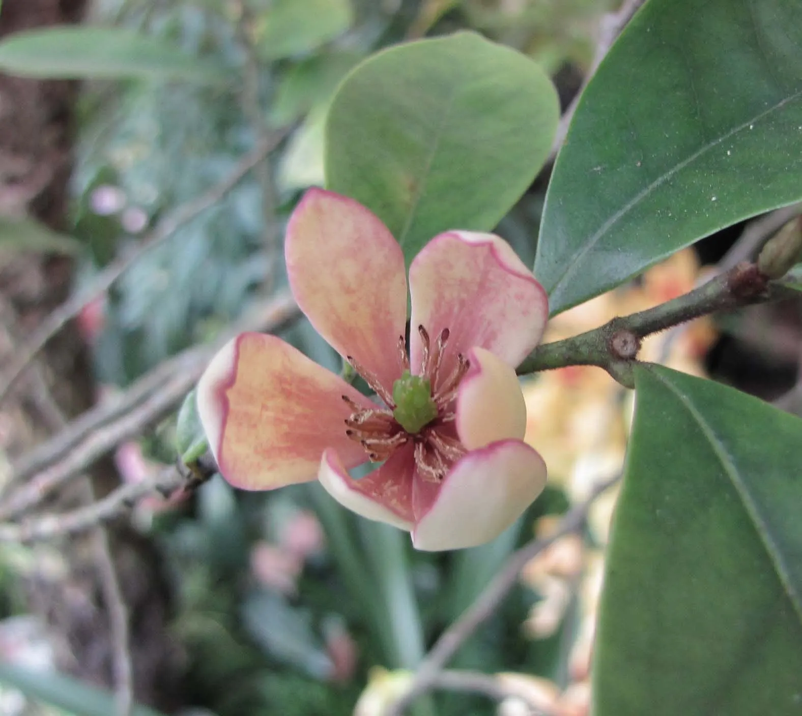 Laurel Magnolia (Magnolia Laevifolia) — but a light shaping after flowering helps maintain its dense