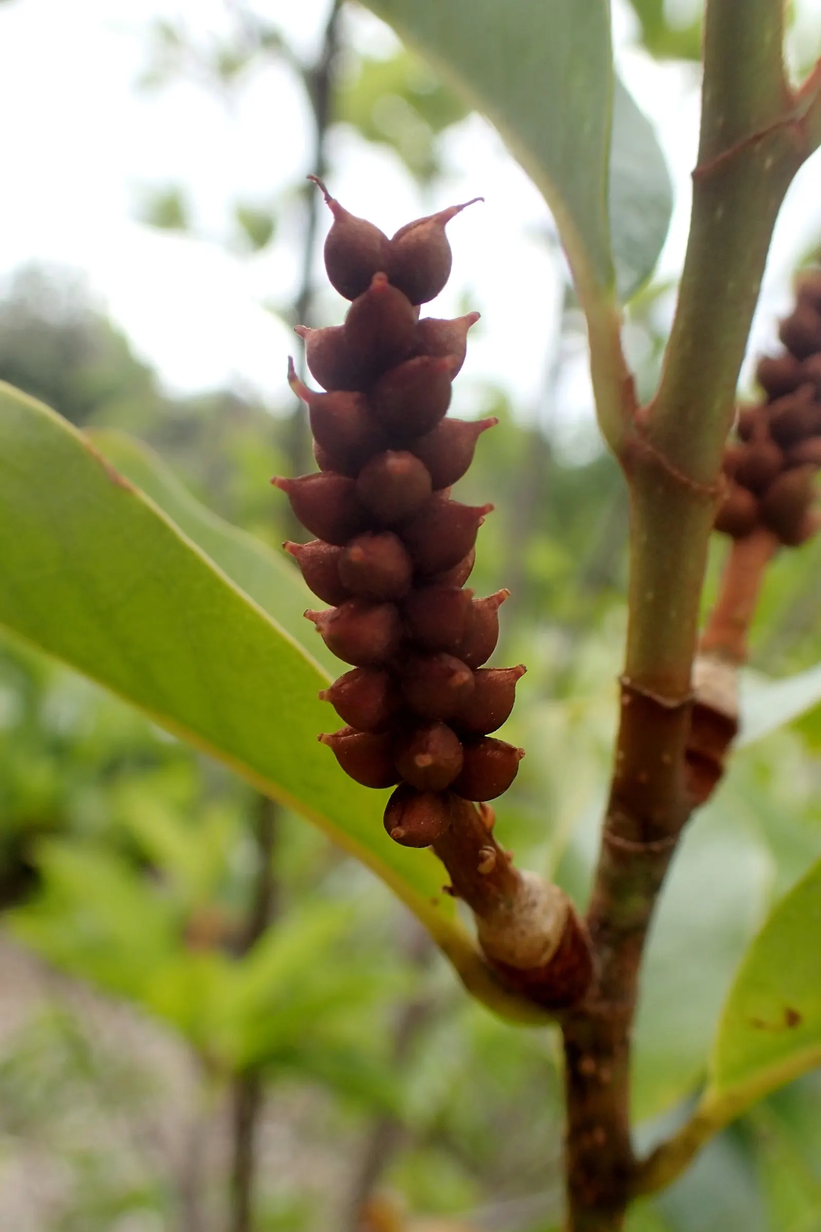 Laurel Magnolia (Magnolia Laevifolia) — The blossoms are approximately 2 to 3 inches in diameter and exude a rich fragrance reminiscent of champaca; tree with