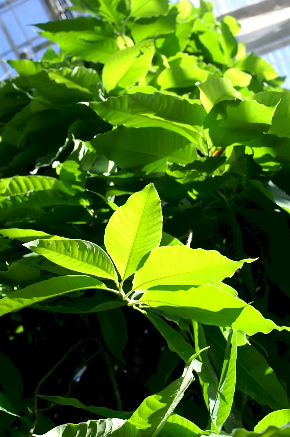 Laurel Magnolia (Magnolia Laevifolia) — white flowers in the garden