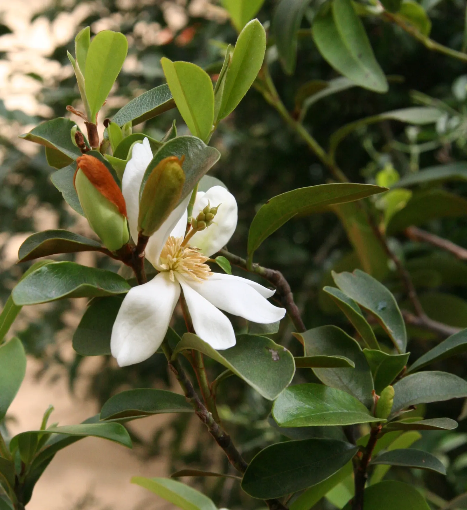 Laurel Magnolia (Magnolia Laevifolia) — is an evergreen shrub reaching up to 10-15 feet in height and 6-8 feet wide