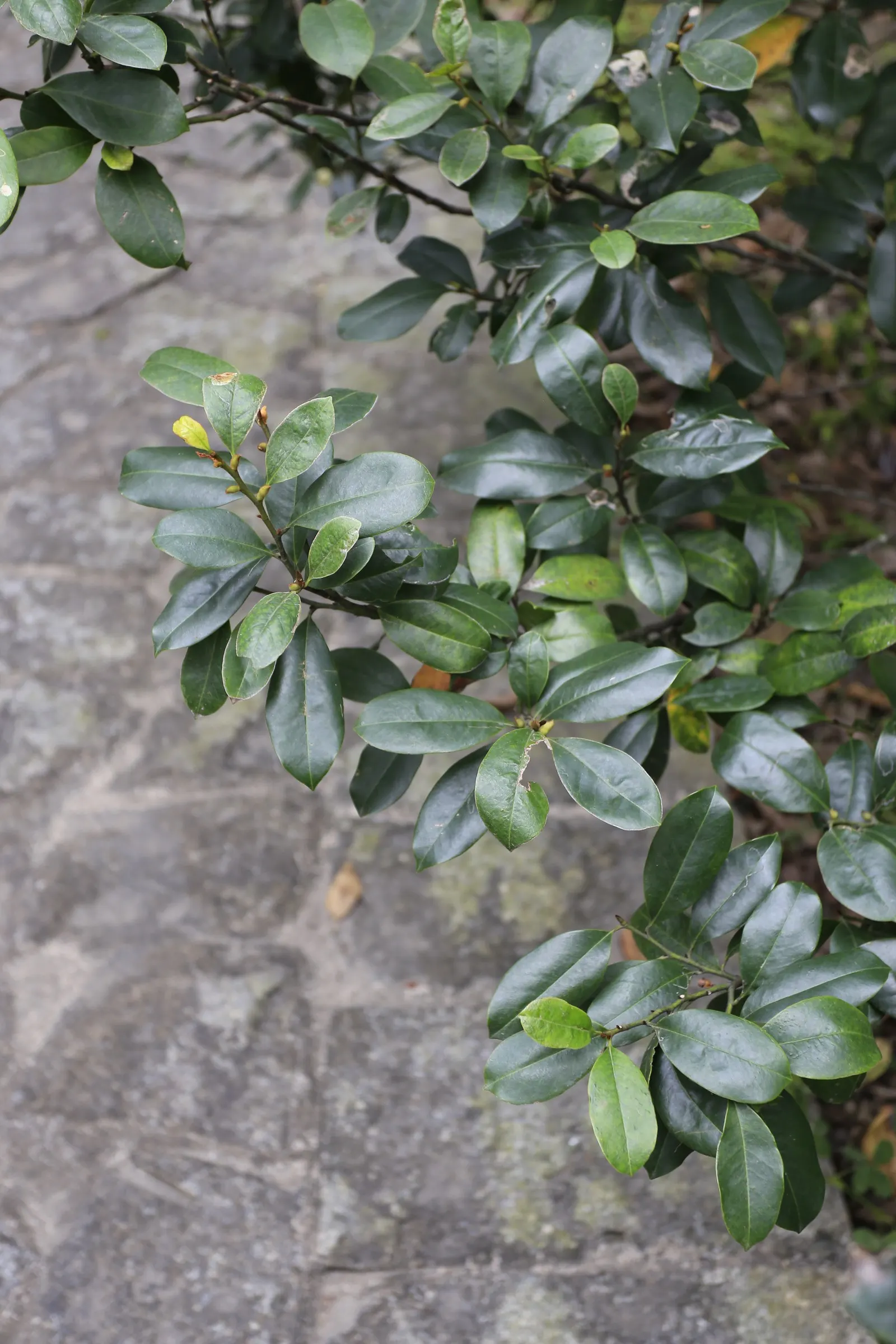 Laurel Magnolia (Magnolia Laevifolia) — slightly acidic to neutral soil; tidy form.<br><br>Michelia is relatively pest and disease resistant