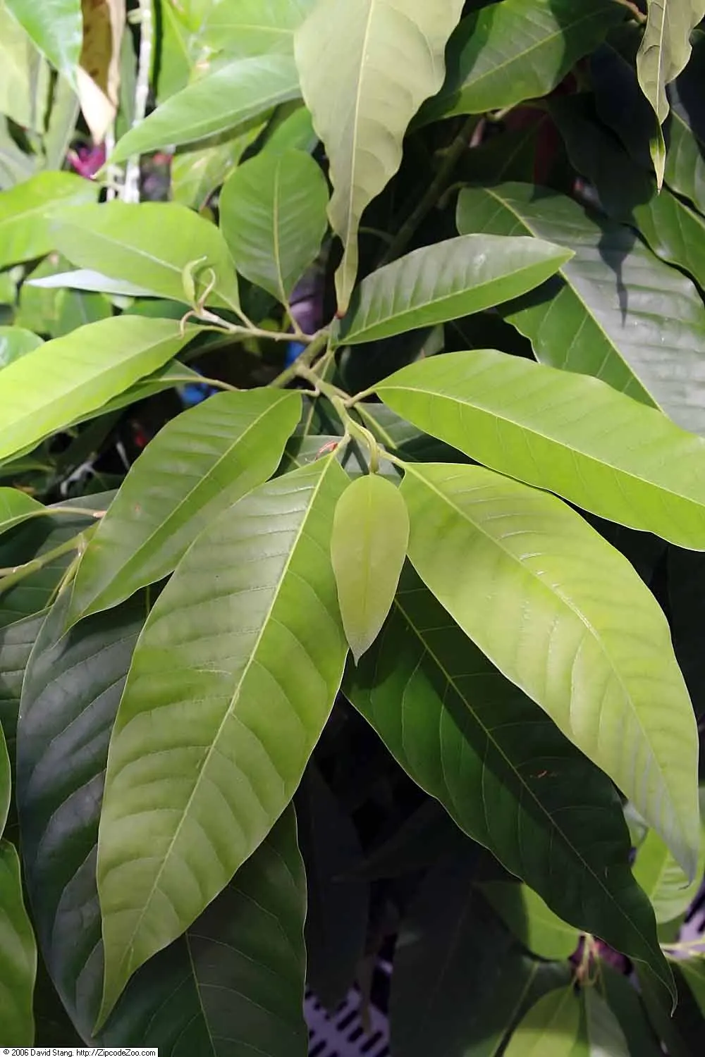 Laurel Magnolia (Magnolia Laevifolia) — but a light shaping after flowering helps maintain its dense; ideal for use as a specimen plant or in mixed borders for