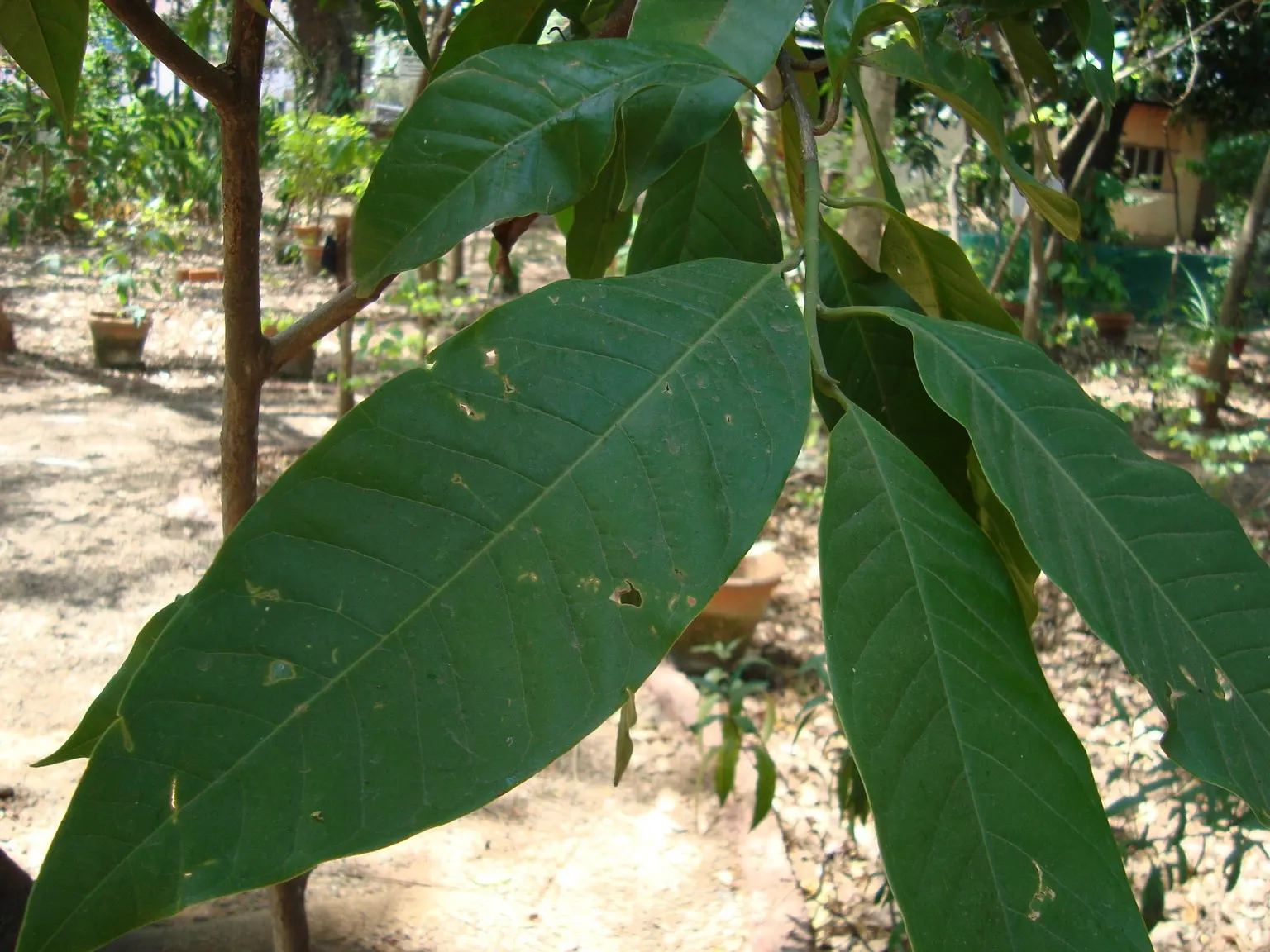 Laurel Magnolia (Magnolia Laevifolia) — is an evergreen shrub reaching up to 10-15 feet in height and 6-8 feet wide; prefers well-drained, acidic soil and
