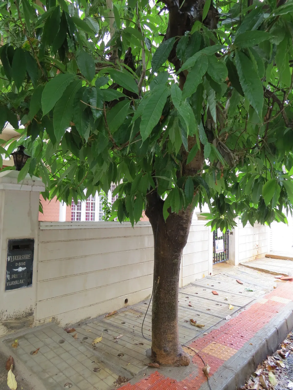 Laurel Magnolia (Magnolia Laevifolia) — particularly heady in the late evening and early morning.<br><br>Thriving in USDA Hardiness Zones 7-10, image 62