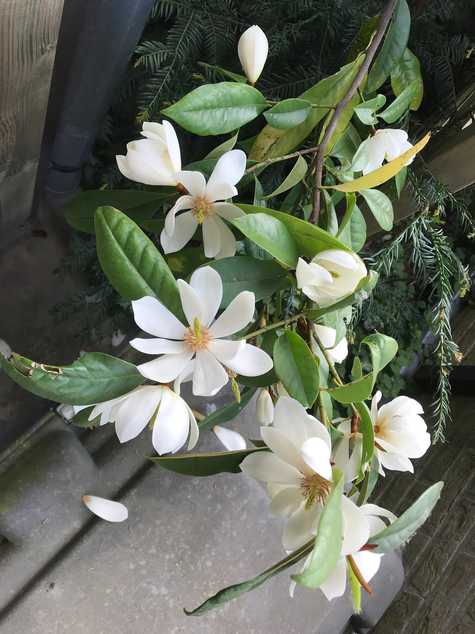 Laurel Magnolia (Magnolia Laevifolia) — is an evergreen shrub reaching up to 10-15 feet in height and 6-8 feet wide; prefers well-drained, acidic, image 51