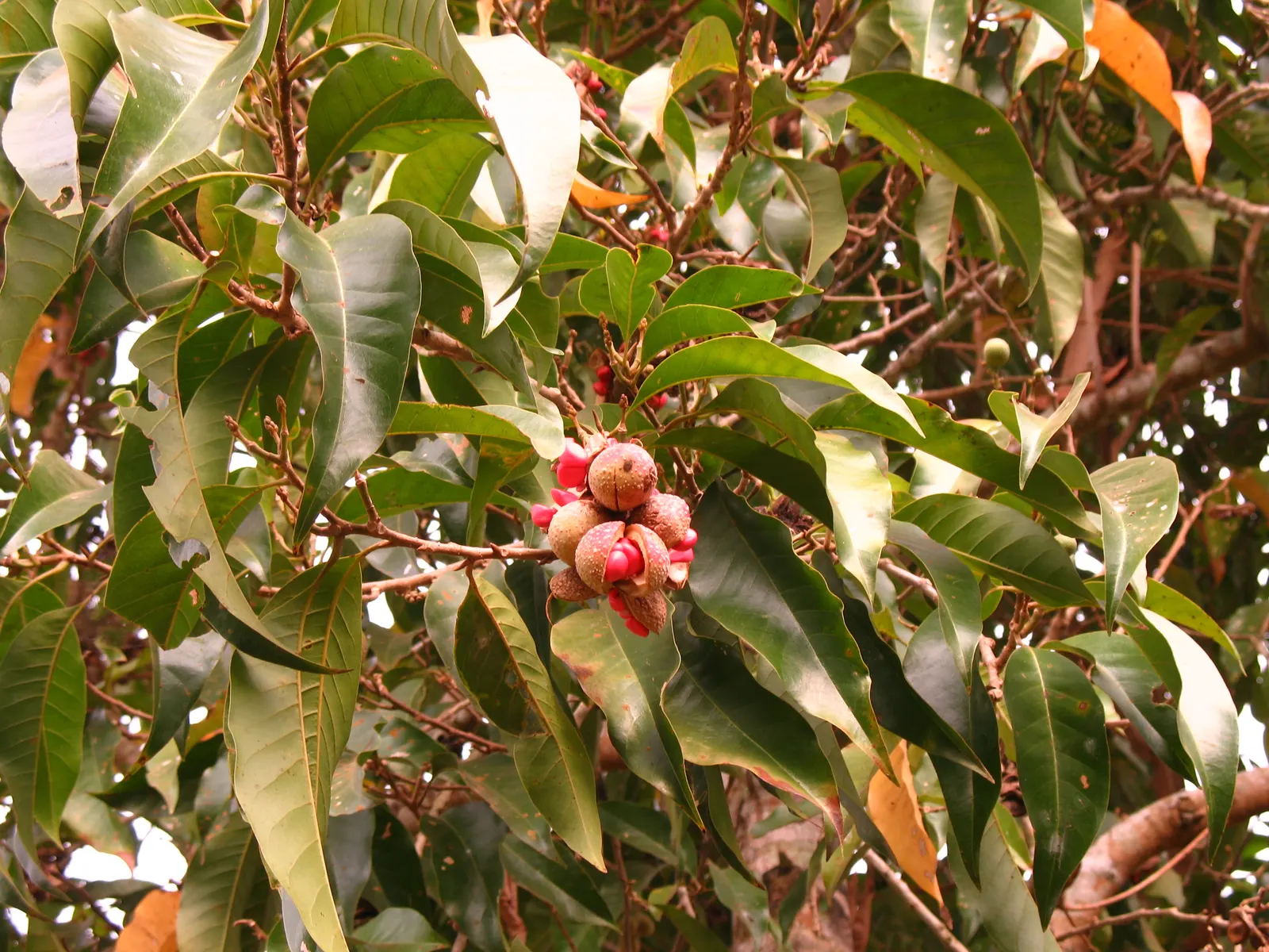 Laurel Magnolia (Magnolia Laevifolia) — This Magnolia relative typically grows to a height of 8 to 15 feet with a spread of 4 to 7 feet