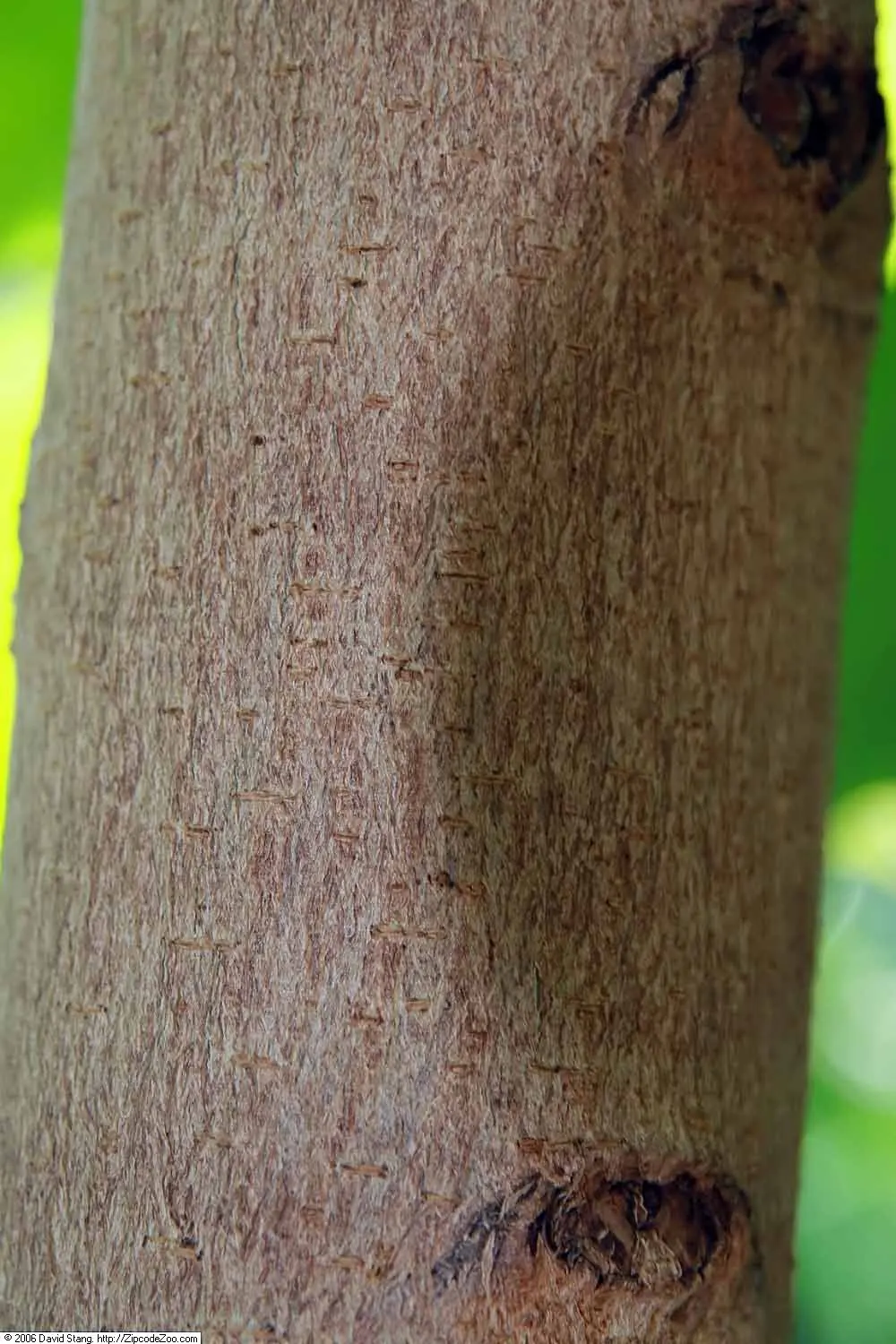 Laurel Magnolia (Magnolia Laevifolia) — Prefers well-drained, acidic soil and partial to full sun exposure