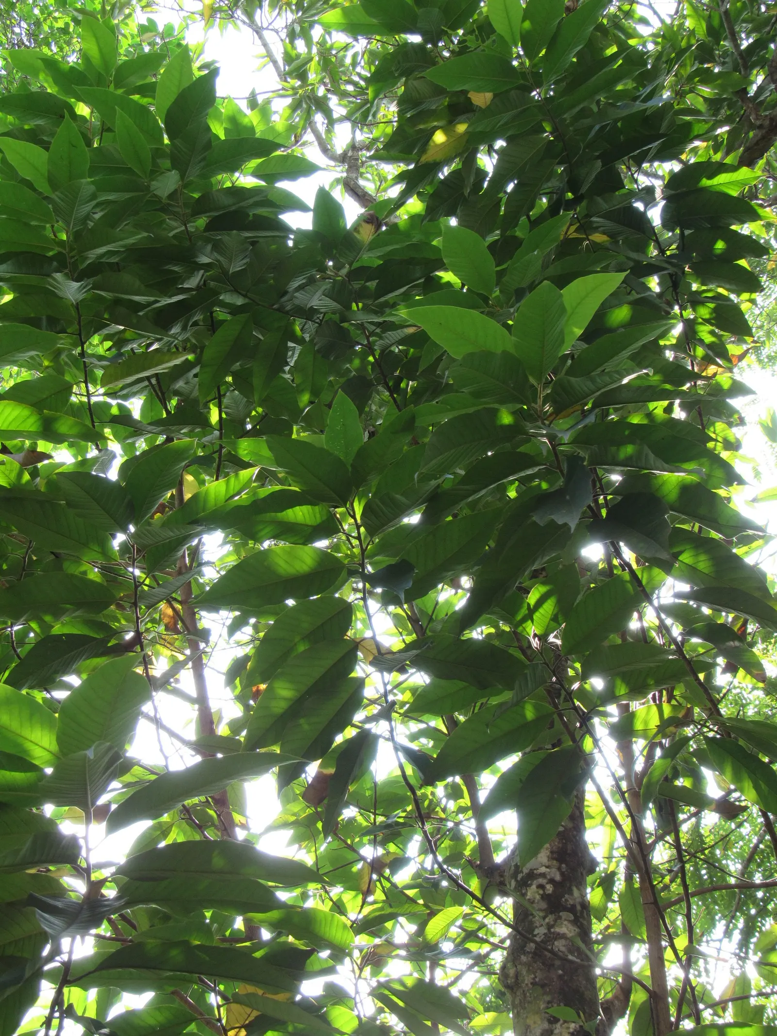 Laurel Magnolia (Magnolia Laevifolia) — evergreen shrub cherished for its ornamental appeal and sweetly-scented flowers