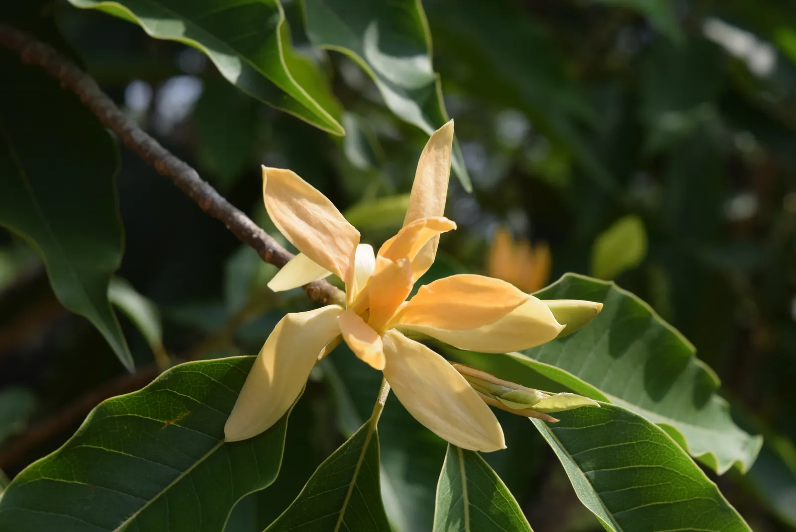 Laurel Magnolia (Magnolia Laevifolia) — white flowers in the garden; this Magnolia relative typically grows to a height of 8 to 15 feet with a spread of 4 to 7