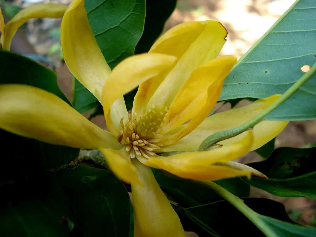 Laurel Magnolia (Magnolia Laevifolia) — Ideal for use as a specimen plant or in mixed borders for visual and olfactory appeal in any garden design; evergreen