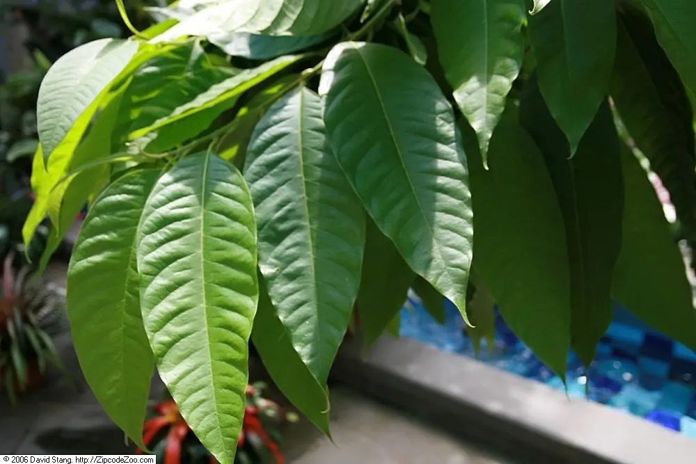 Laurel Magnolia (Magnolia Laevifolia) — Magnolia laevifolia prefers a sheltered location with well-drained, image 38
