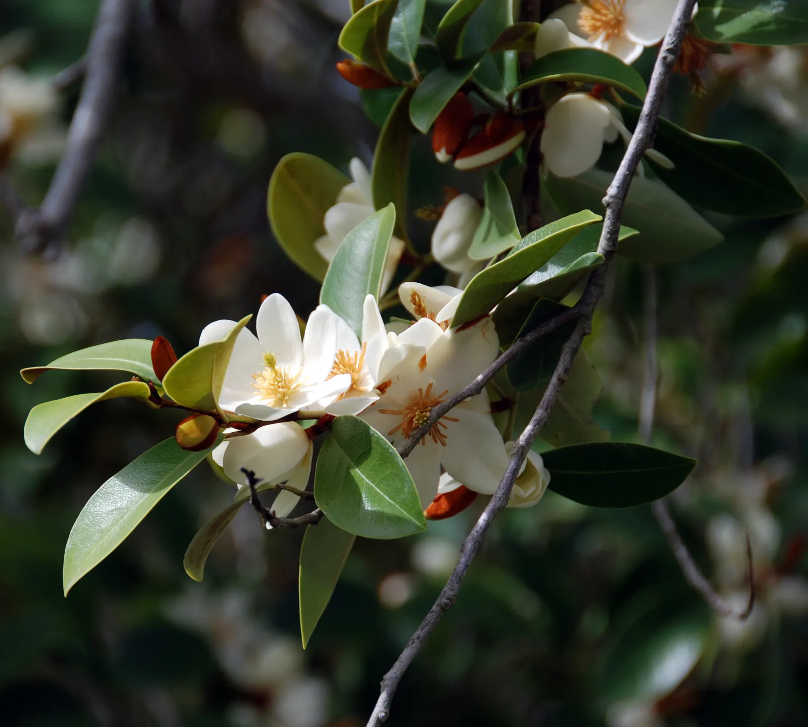 Laurel Magnolia (Magnolia Laevifolia) — This Magnolia relative typically grows to a height of 8 to 15 feet with a spread of 4 to 7 feet; glossy, image 58