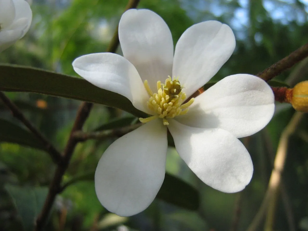 Laurel Magnolia (Magnolia Laevifolia) — It adds not only year-round visual interest but also a sensory delight to any garden; but a light shaping after