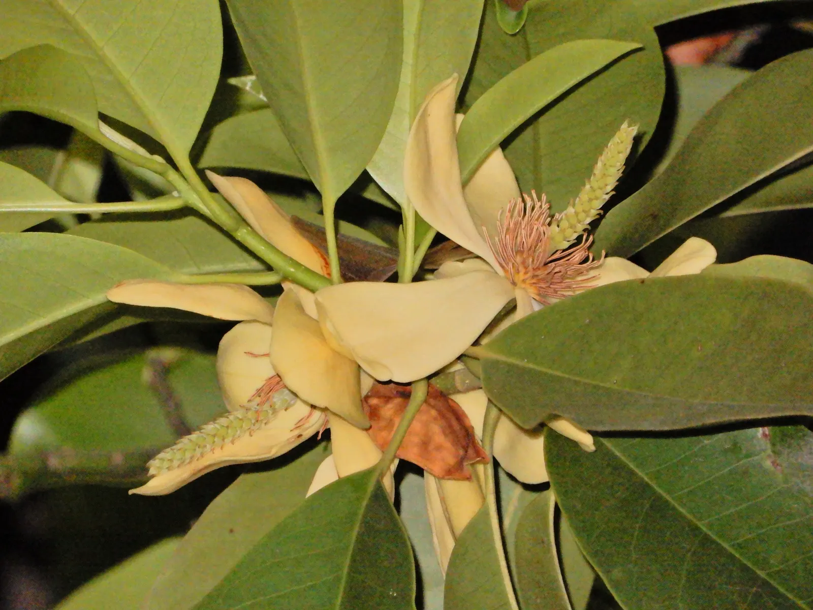 Laurel Magnolia (Magnolia Laevifolia) — tree with white blooms; it enjoys full to partial sun exposure