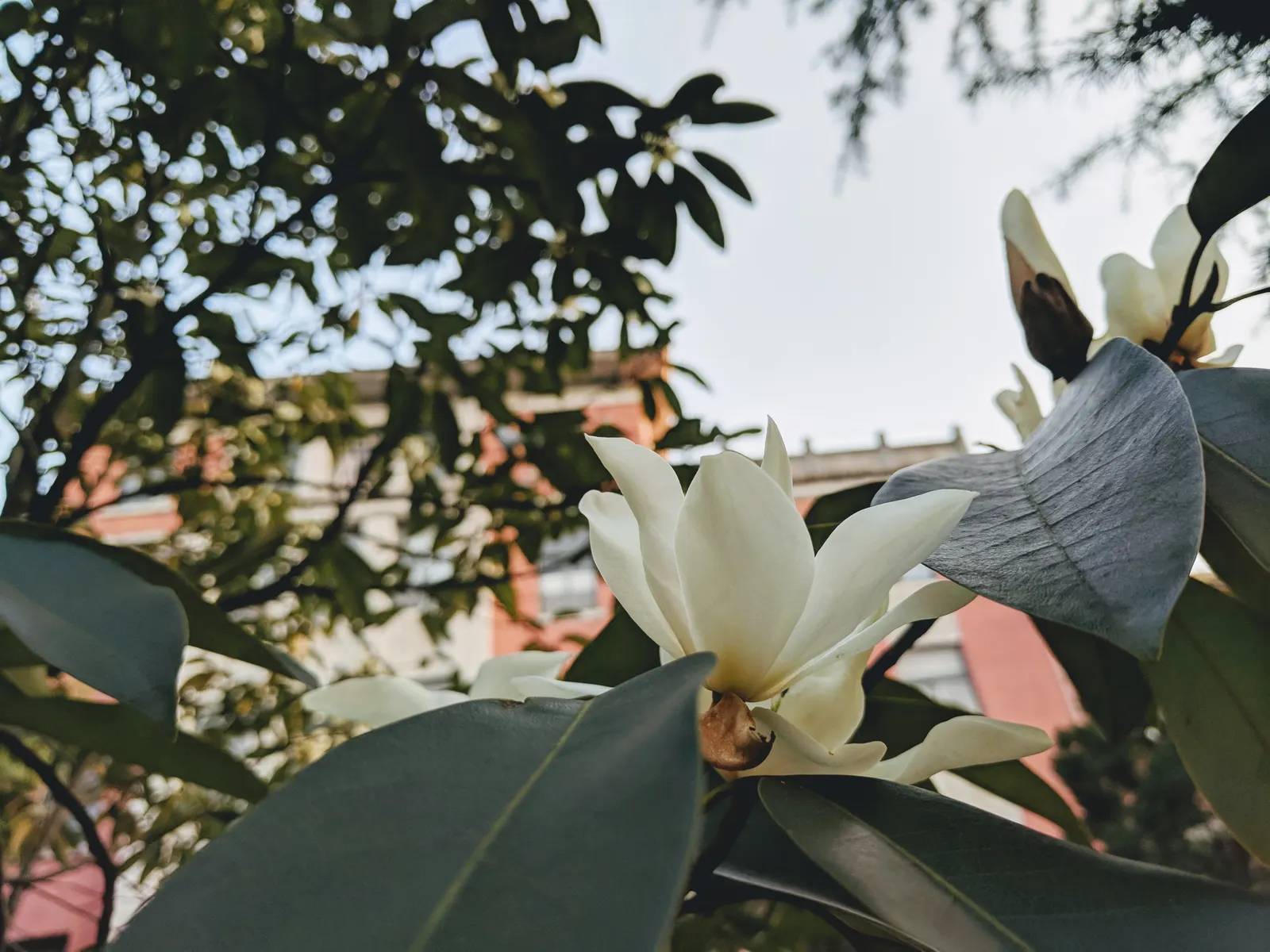 Laurel Magnolia (Magnolia Laevifolia) — which emerge from velvety buds in the shape of an elegant goblet; moderate watering habits are needed, ensuring the