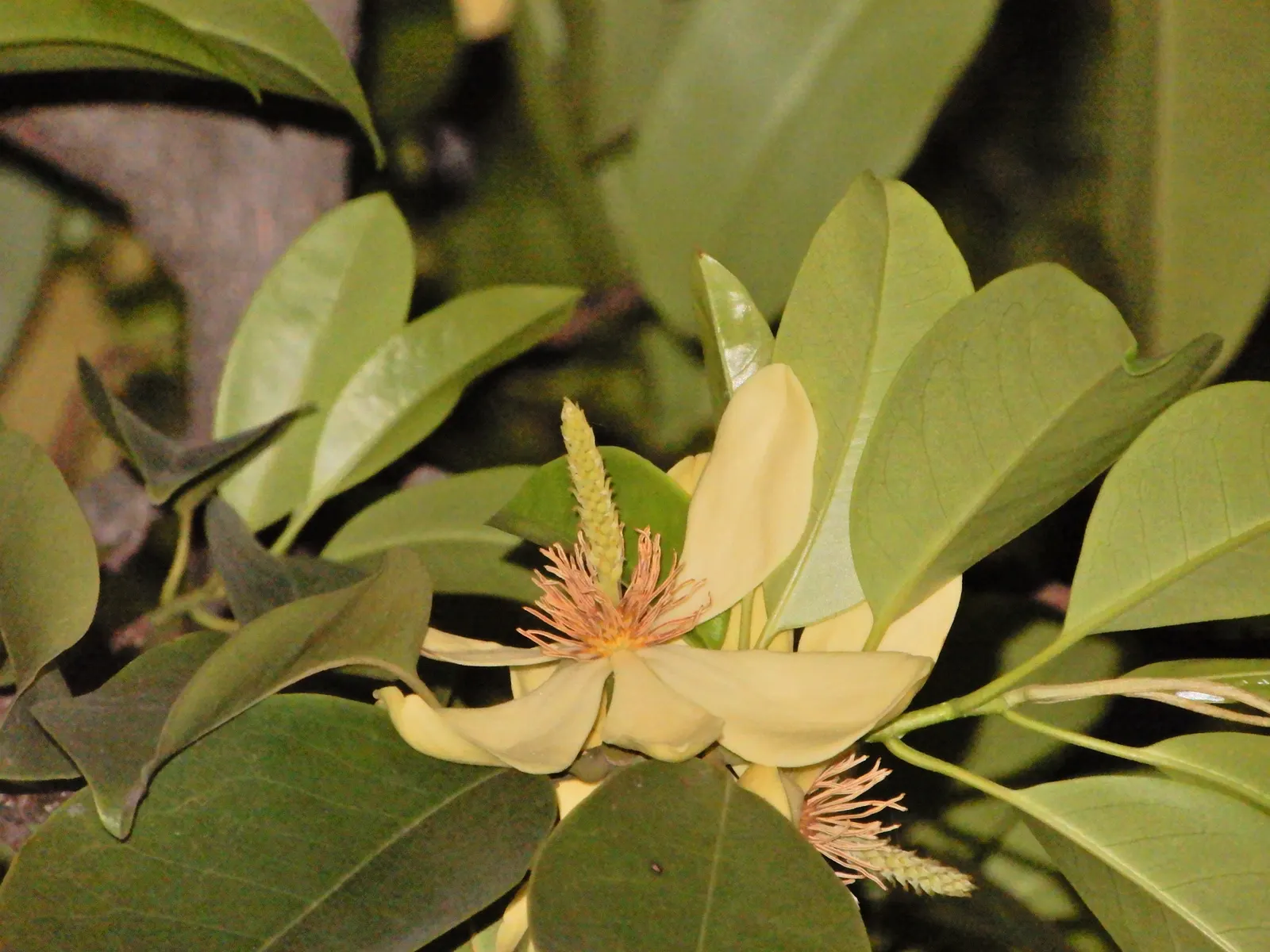 Laurel Magnolia (Magnolia Laevifolia) — particularly heady in the late evening and early morning.<br><br>Thriving in USDA Hardiness Zones 7-10