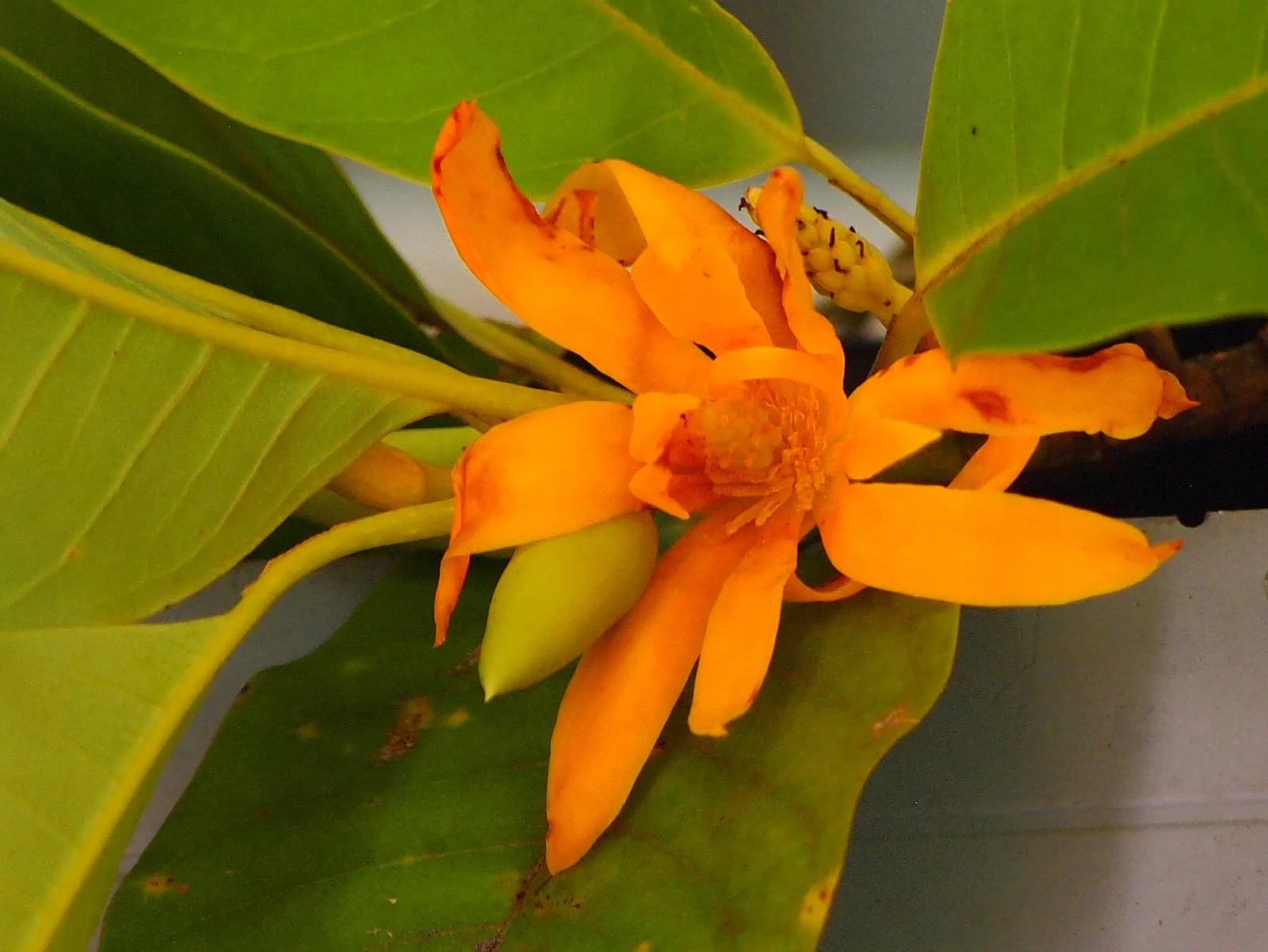 Laurel Magnolia (Magnolia Laevifolia) — tree with white blooms