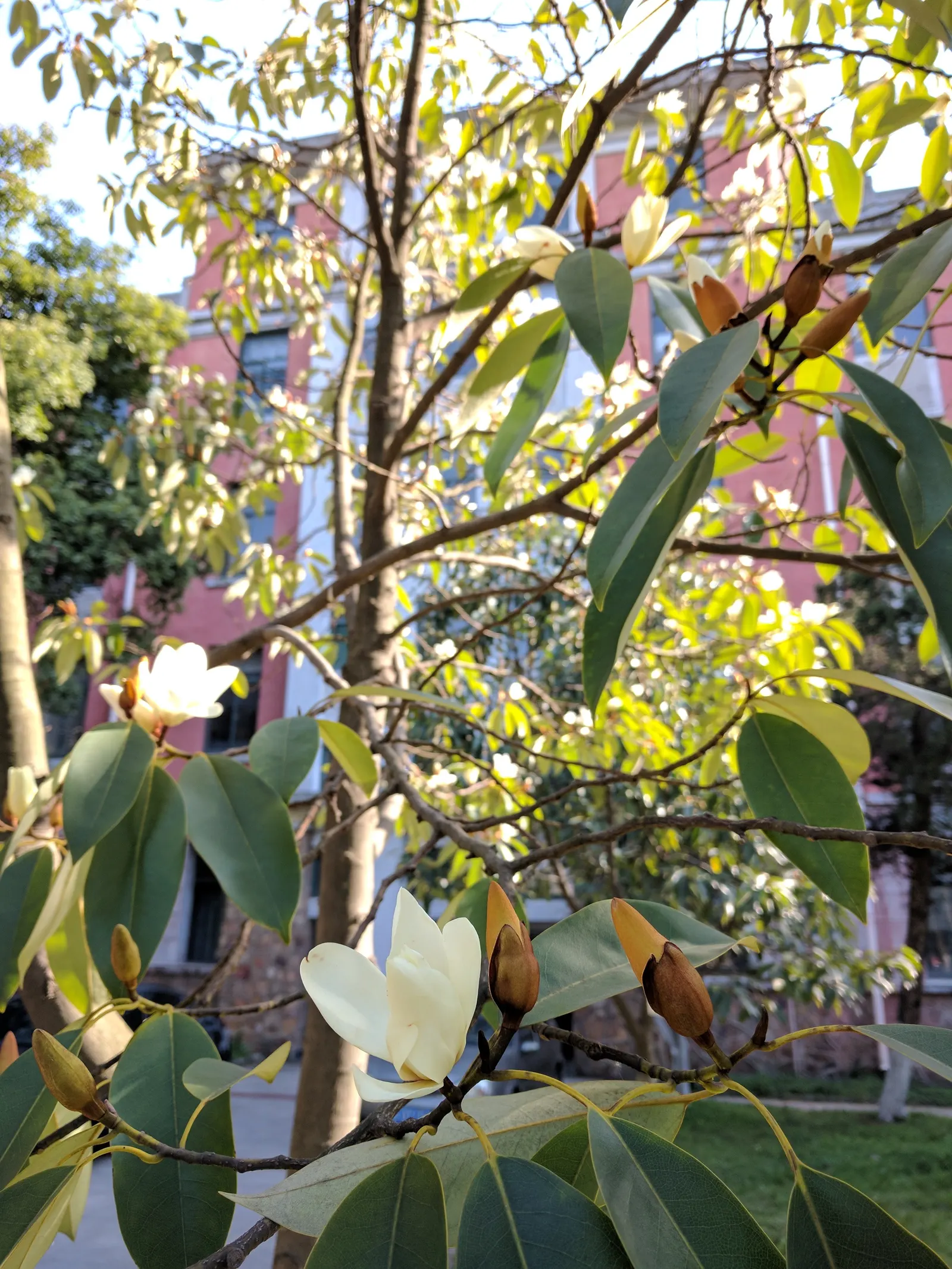 Laurel Magnolia (Magnolia Laevifolia) — recently reclassified to Magnolia laevifolia; slightly acidic to neutral soil