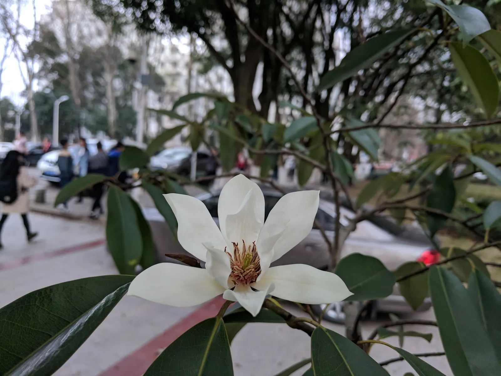 Laurel Magnolia (Magnolia Laevifolia) — The blossoms are approximately 2 to 3 inches in diameter and exude a rich fragrance reminiscent of, image 61