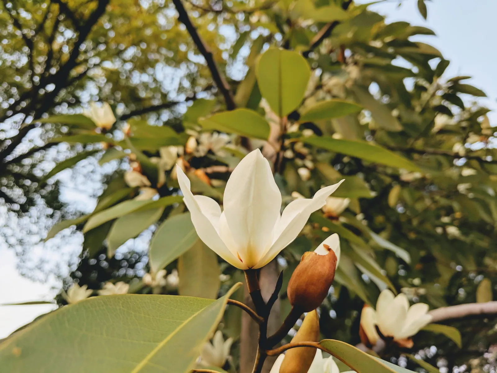 Laurel Magnolia (Magnolia Laevifolia) — tree for full or half or shade