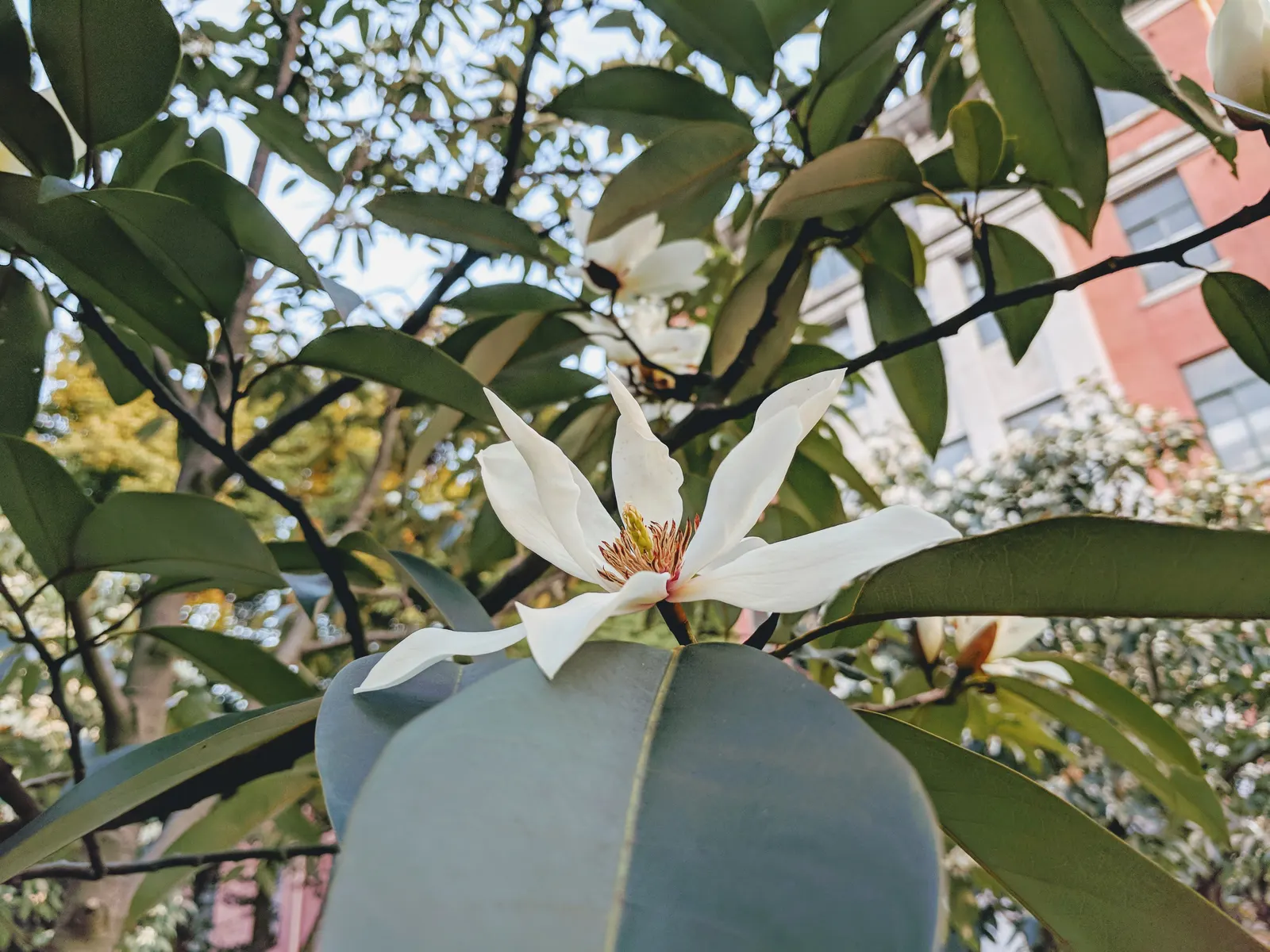 Laurel Magnolia (Magnolia Laevifolia) — Ideal for use as a specimen plant or in mixed borders for visual and olfactory appeal in any garden design, image 55