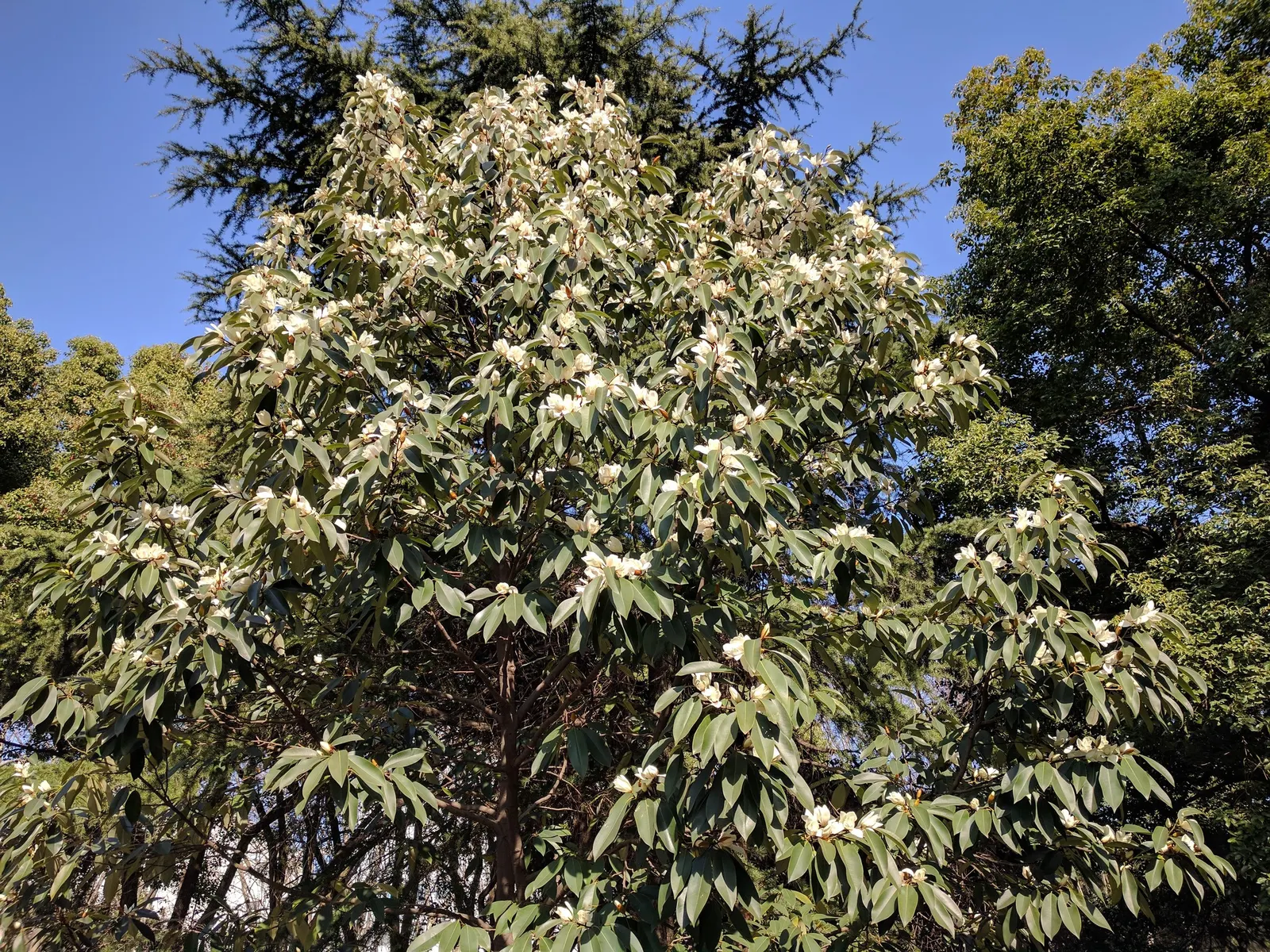 Laurel Magnolia (Magnolia Laevifolia) — Ideal for use as a specimen plant or in mixed borders for visual and olfactory appeal in any garden design