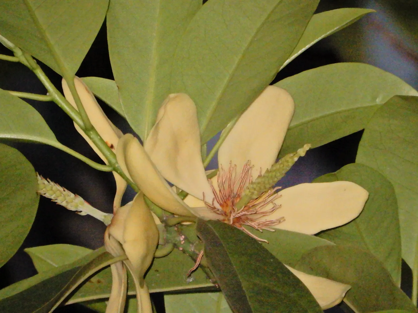 Laurel Magnolia (Magnolia Laevifolia) — which emerge from velvety buds in the shape of an elegant goblet; moderate watering habits are needed, image 60