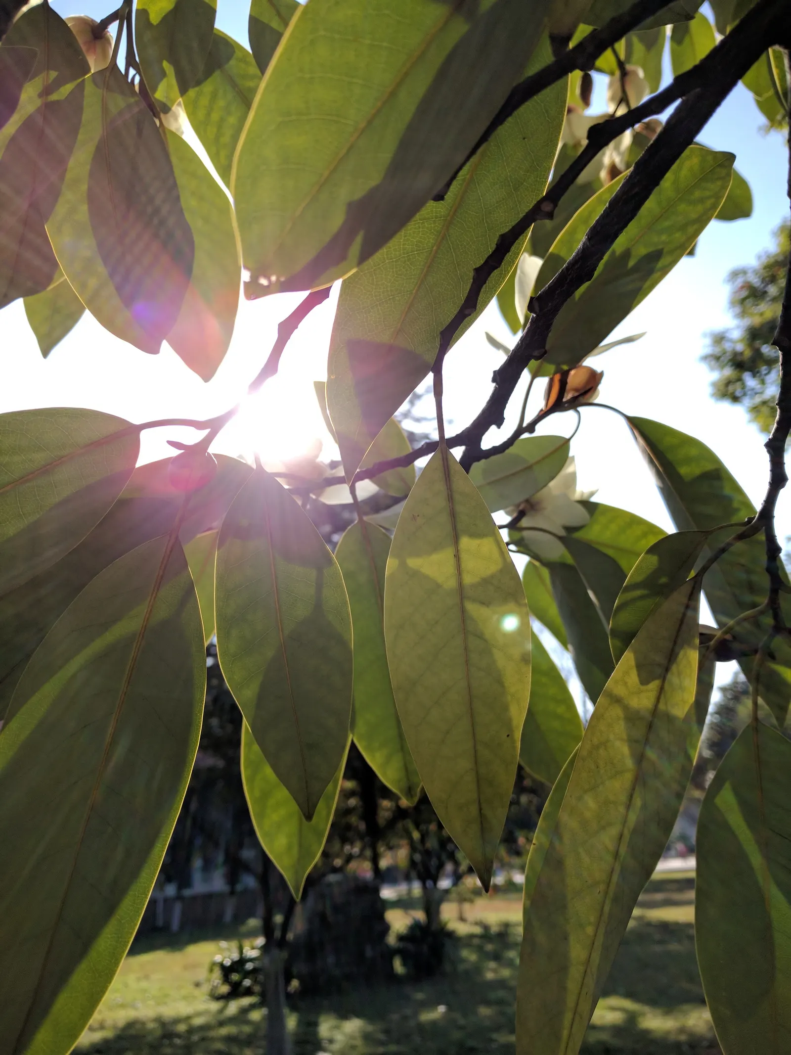 Laurel Magnolia (Magnolia Laevifolia) — tidy form.<br><br>Michelia is relatively pest and disease resistant