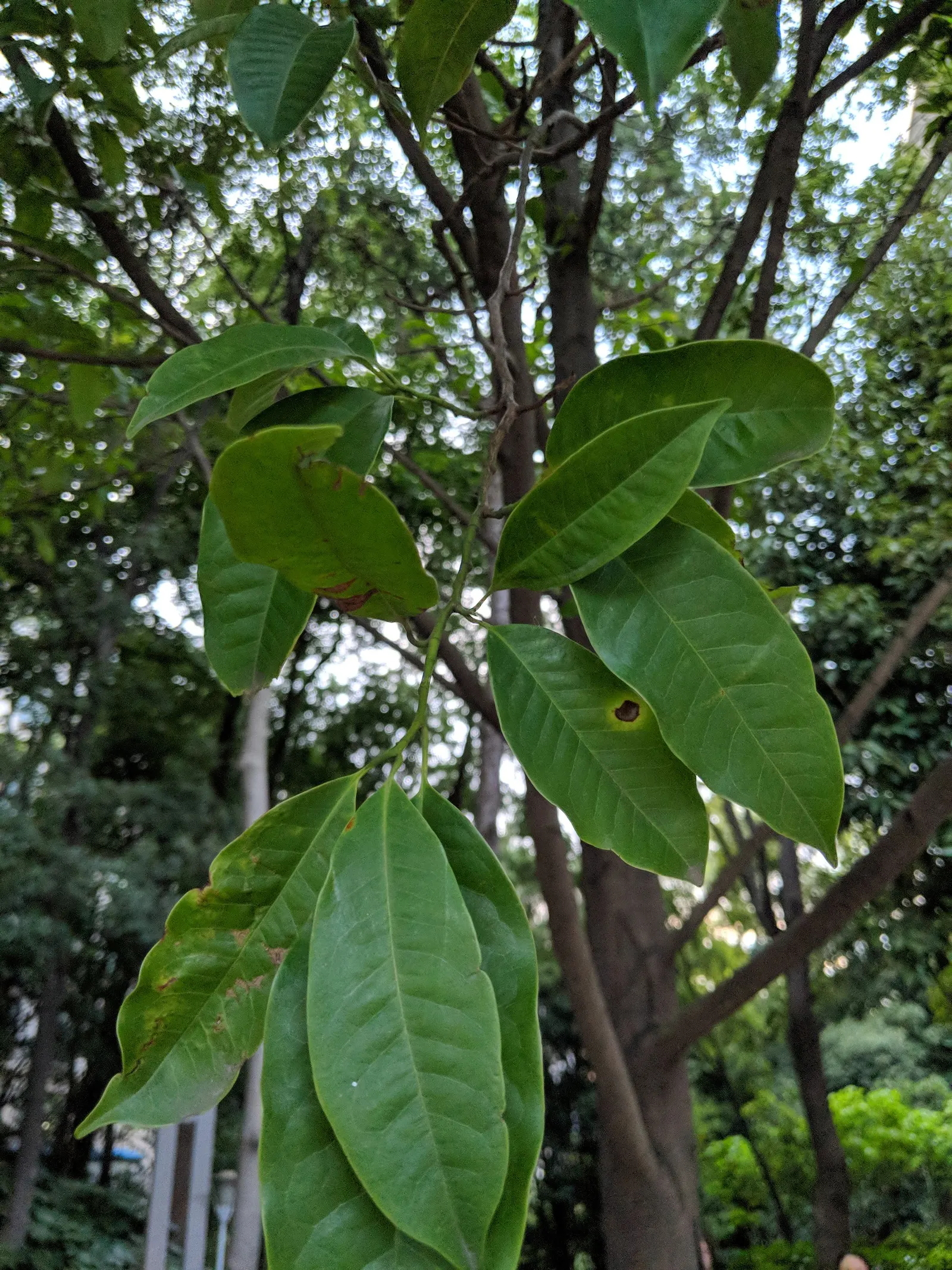 Laurel Magnolia (Magnolia Laevifolia) — Glossy, dark green leaves provide year-round interest; regular pruning is not required, image 53