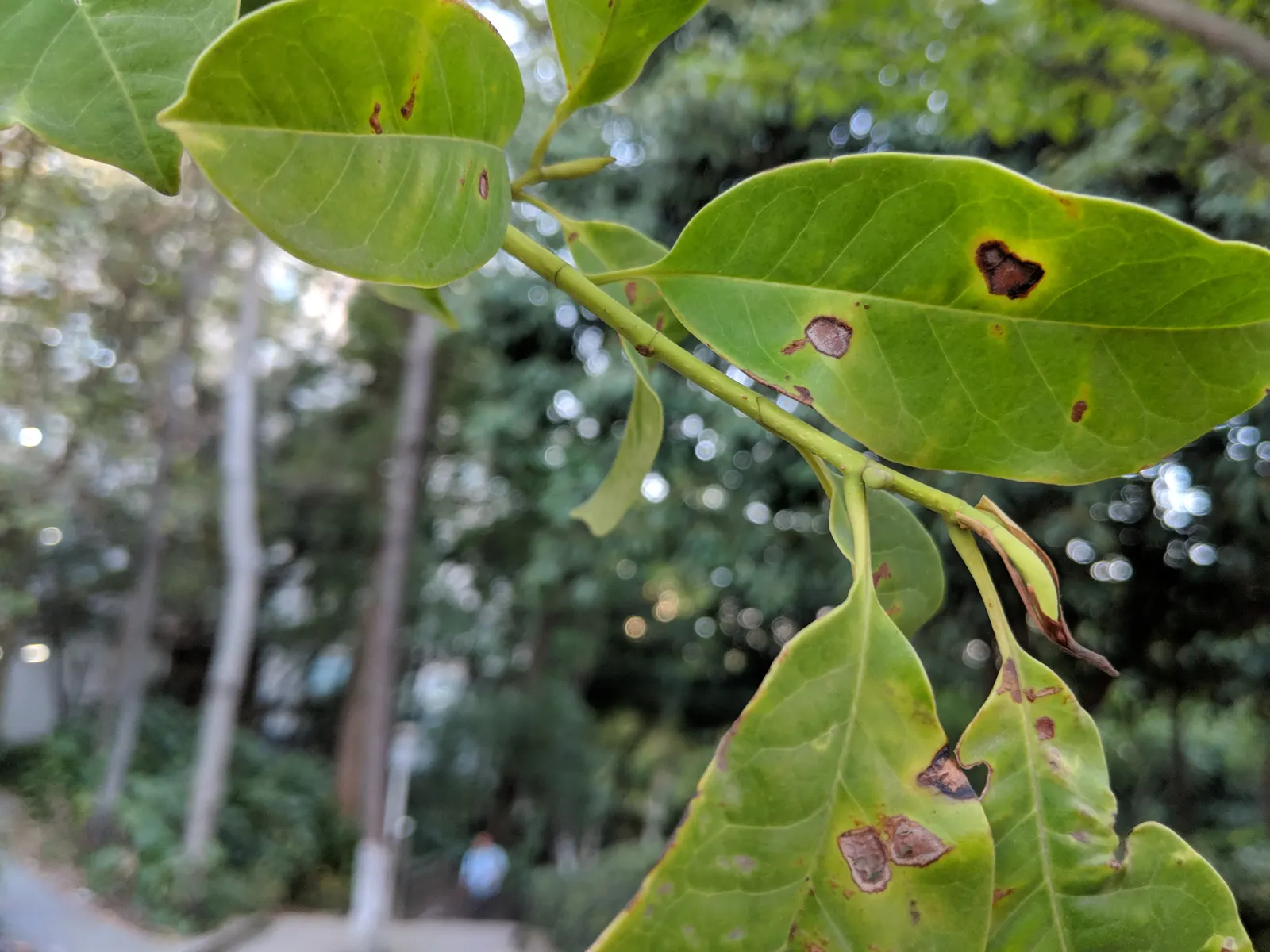 Laurel Magnolia (Magnolia Laevifolia) — which emerge from velvety buds in the shape of an elegant goblet