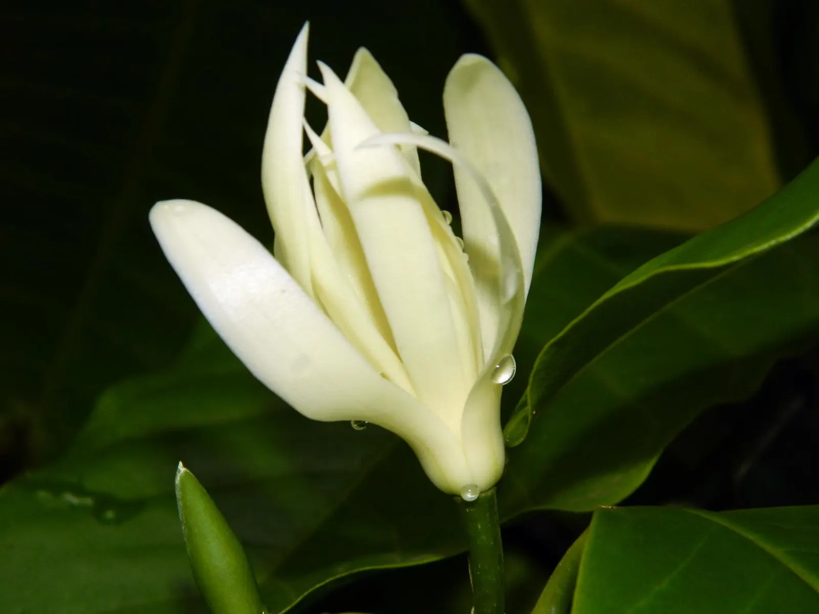 Laurel Magnolia (Magnolia Laevifolia) — Regular pruning is not required