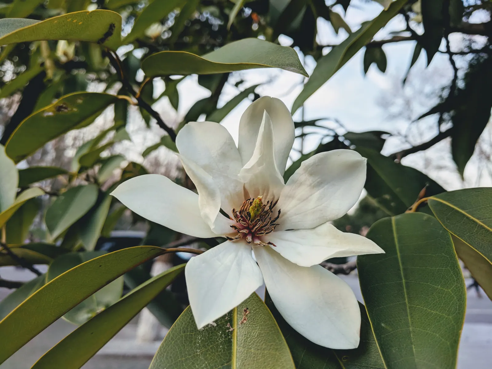 Laurel Magnolia (Magnolia Laevifolia) — Glossy, dark green leaves provide year-round interest