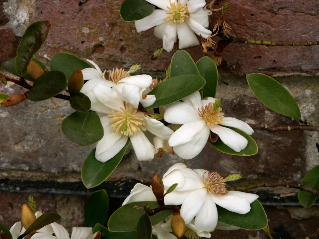 Laurel Magnolia (Magnolia Laevifolia) — Magnolia laevifolia prefers a sheltered location with well-drained