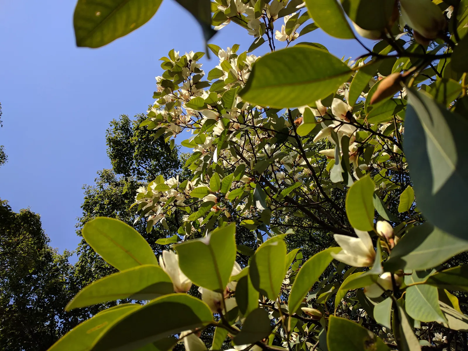 Laurel Magnolia (Magnolia Laevifolia) — It enjoys full to partial sun exposure