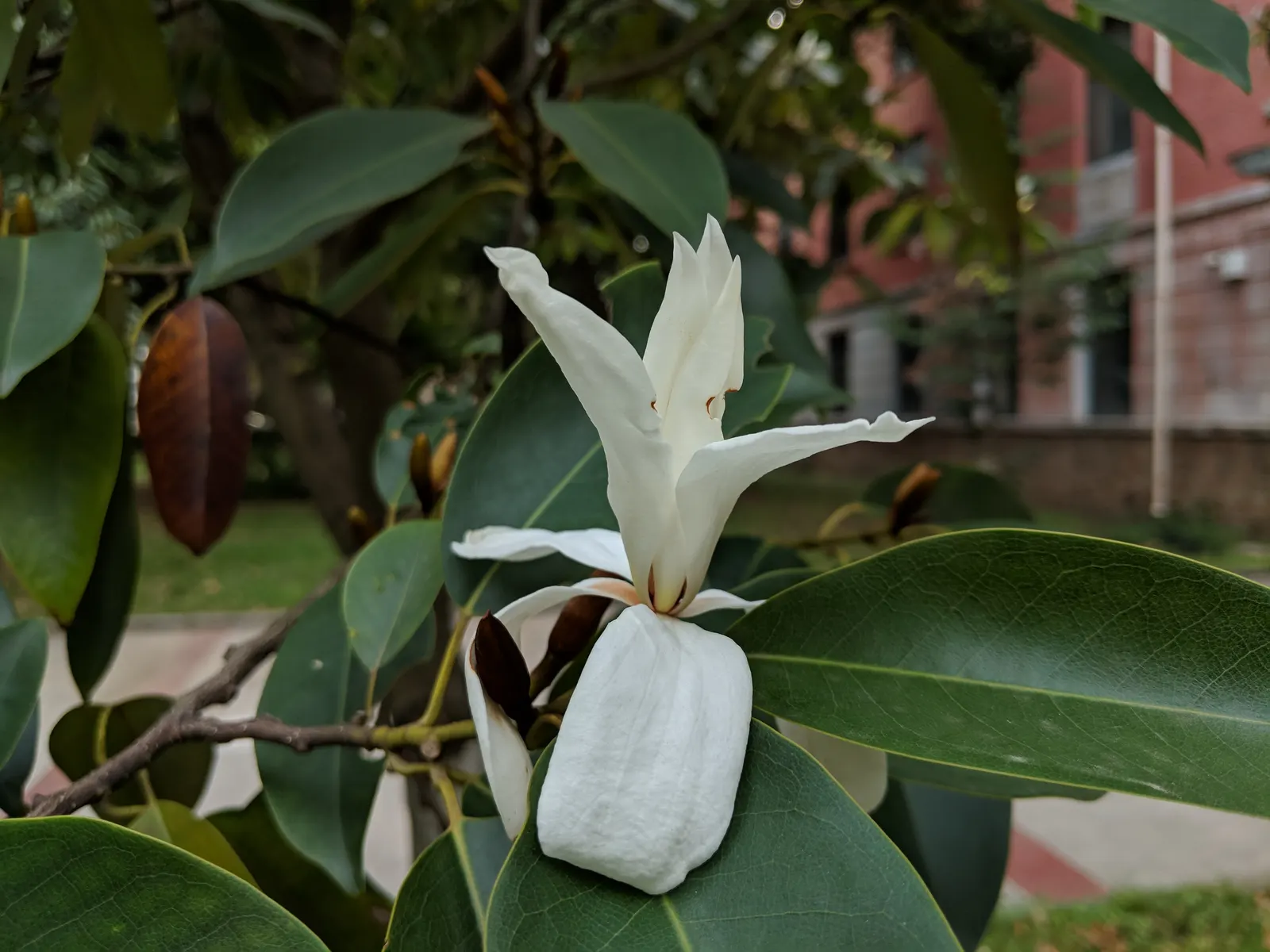 Laurel Magnolia (Magnolia Laevifolia) — Its creamy-white, cup-shaped flowers exude a sweet fragrance, blooming prolifically in spring; the blossoms are