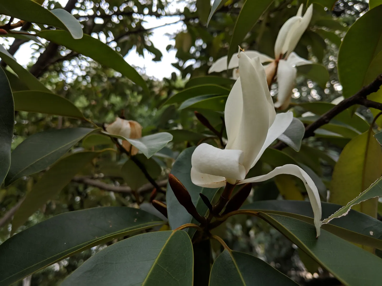 Laurel Magnolia (Magnolia Laevifolia) — tree for full or half or shade; making it both an aesthetic and aromatic gem suited to various landscape designs